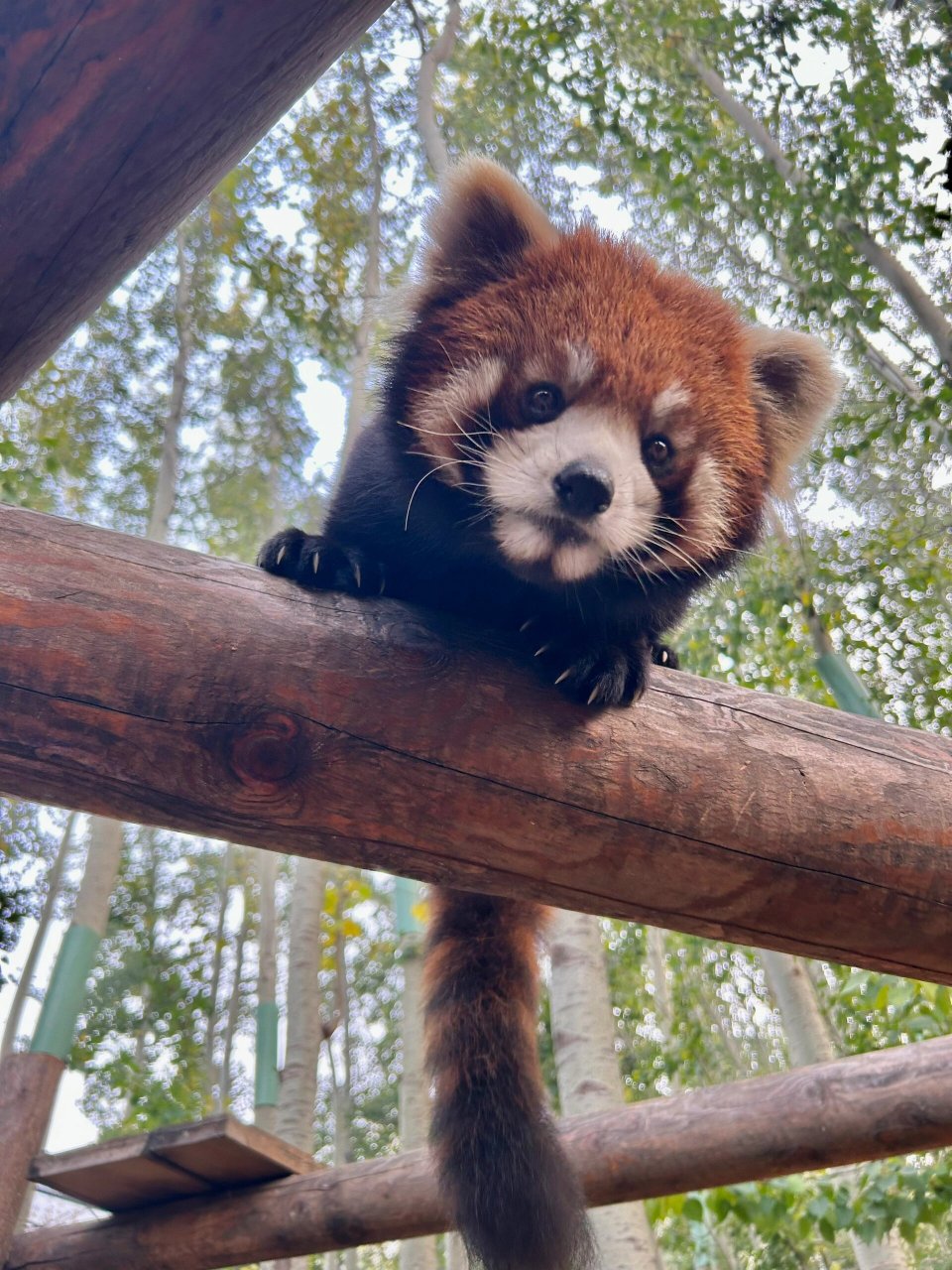 小浣熊 可爱图片