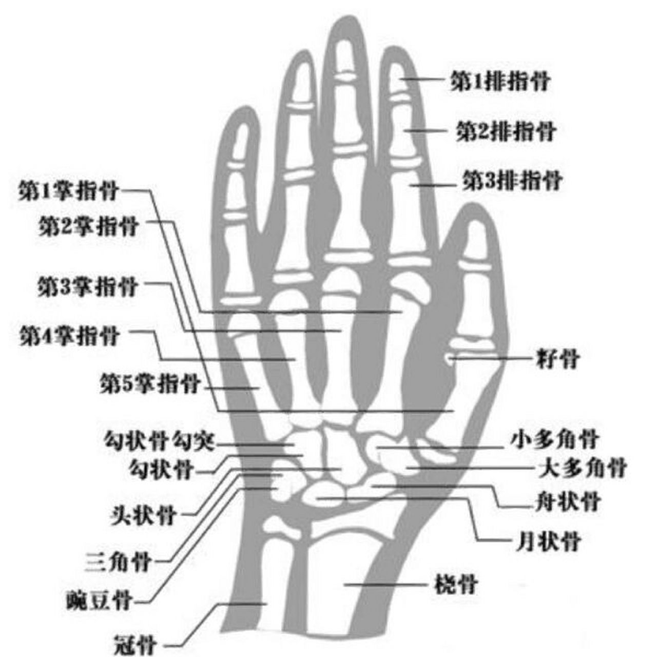 一张图教会你看骨龄片 方法:根据手掌的指骨,腕骨以及桡骨,尺骨下端的