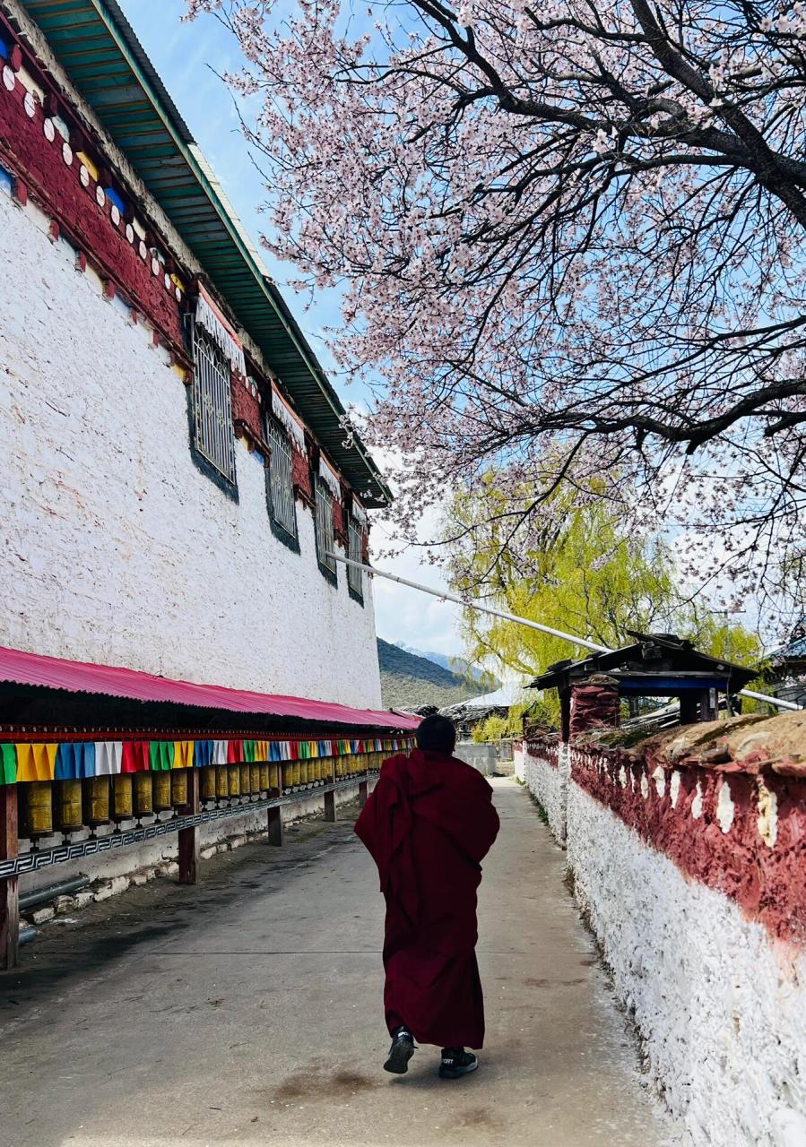 寺庙,僧侣,桃花94 倾多寺,又名倾多强巴林寺,位于波密县倾多镇,该寺
