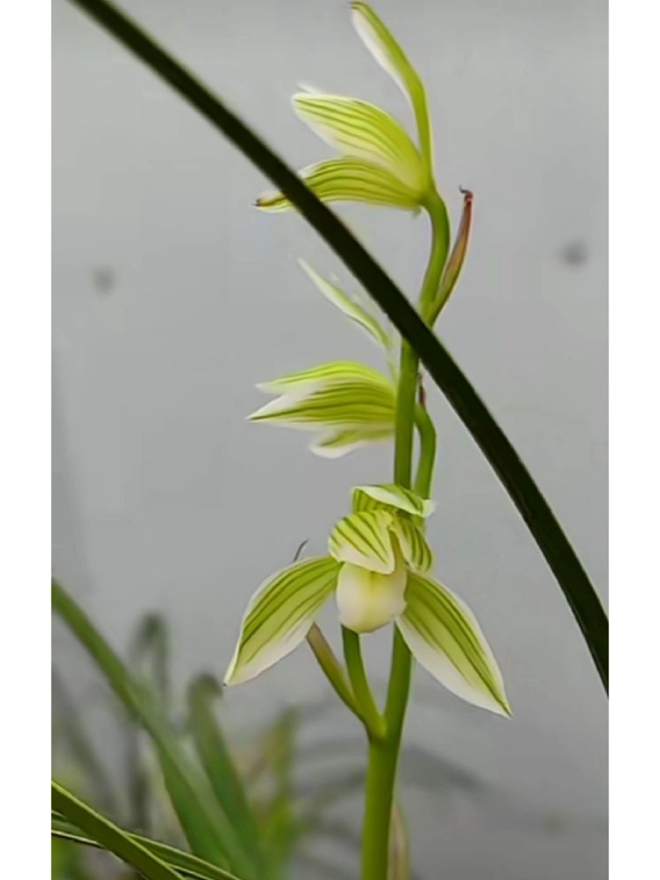 莲瓣兰花艺双全 佛缘 【莲瓣兰·佛缘】产于云南·保山,叶边纯白温润