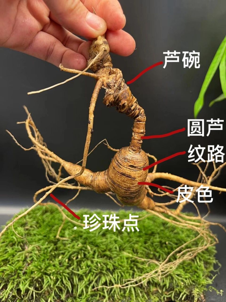 如何看人参的参龄?