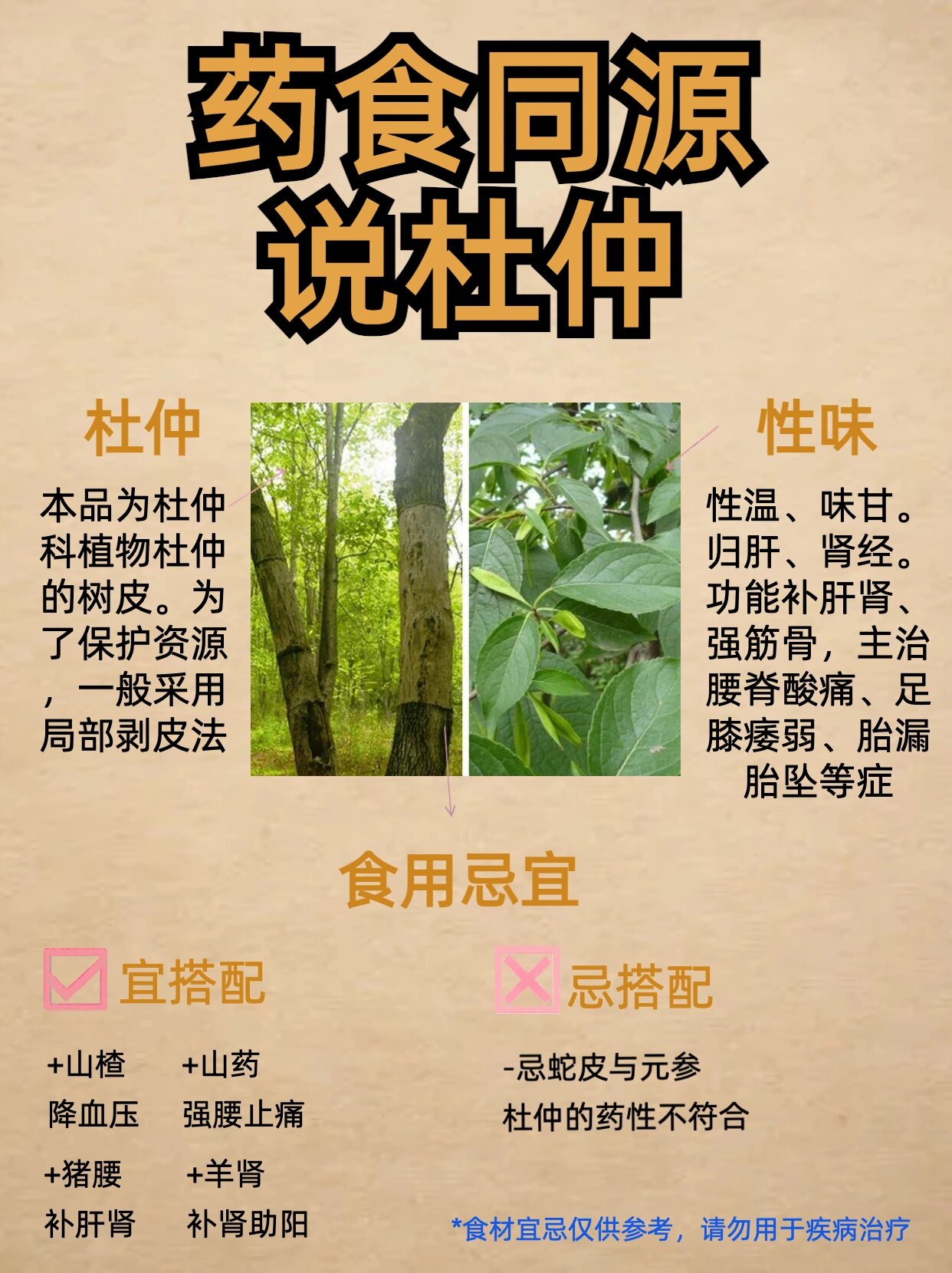 药食同源食材|杜仲,强筋骨,补肝益肾!