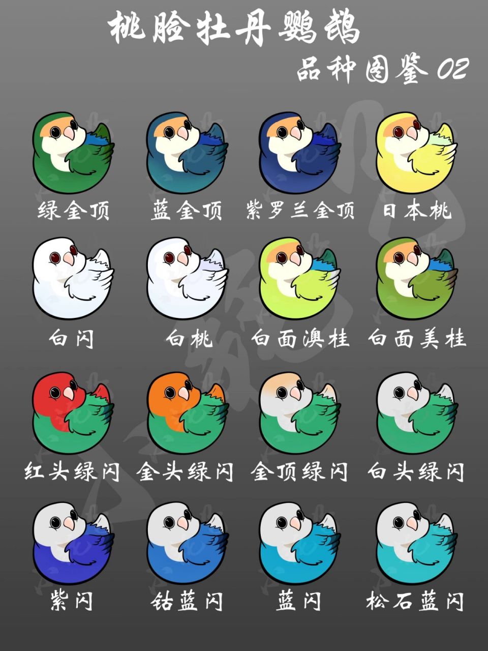 牡丹鹦鹉品种图鉴02