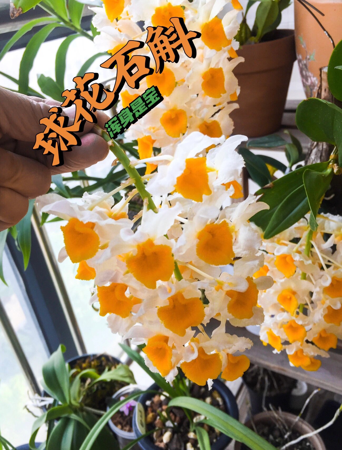 球花石斛|浑身是宝,甘心奉献 球花石斛(学名:dendrobium thyrsiflorum