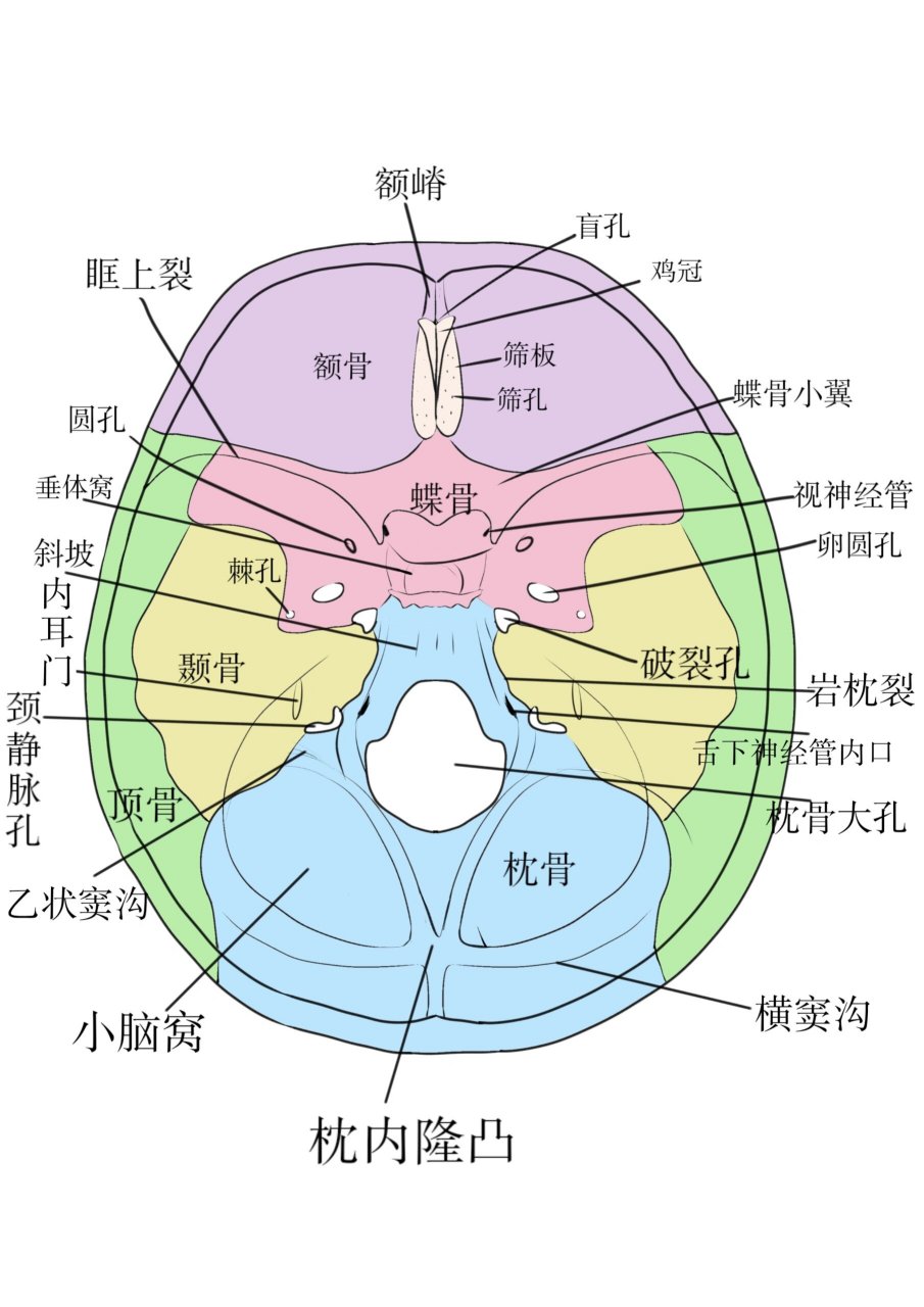 颅底的位置图片