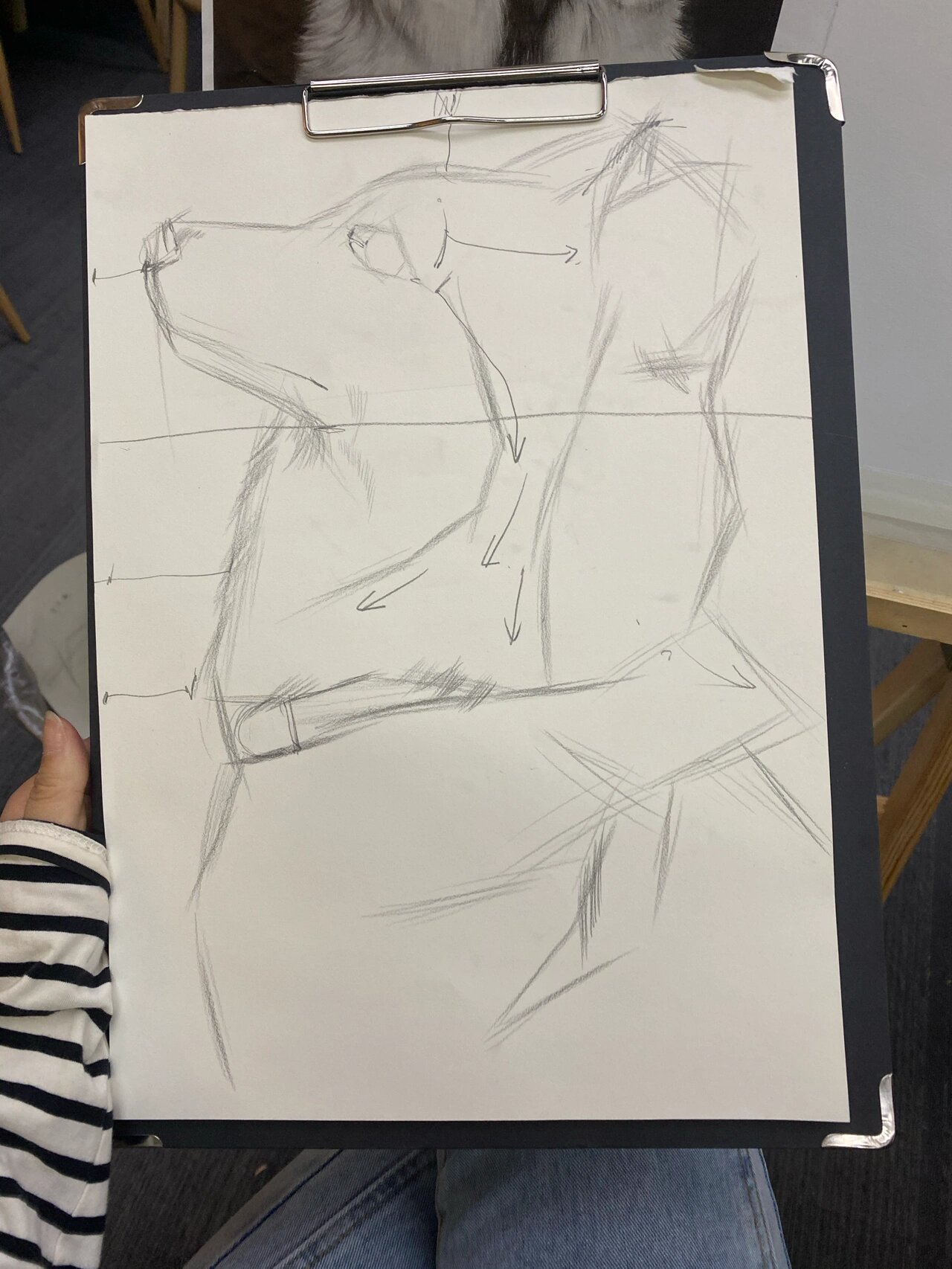 素描哈士奇