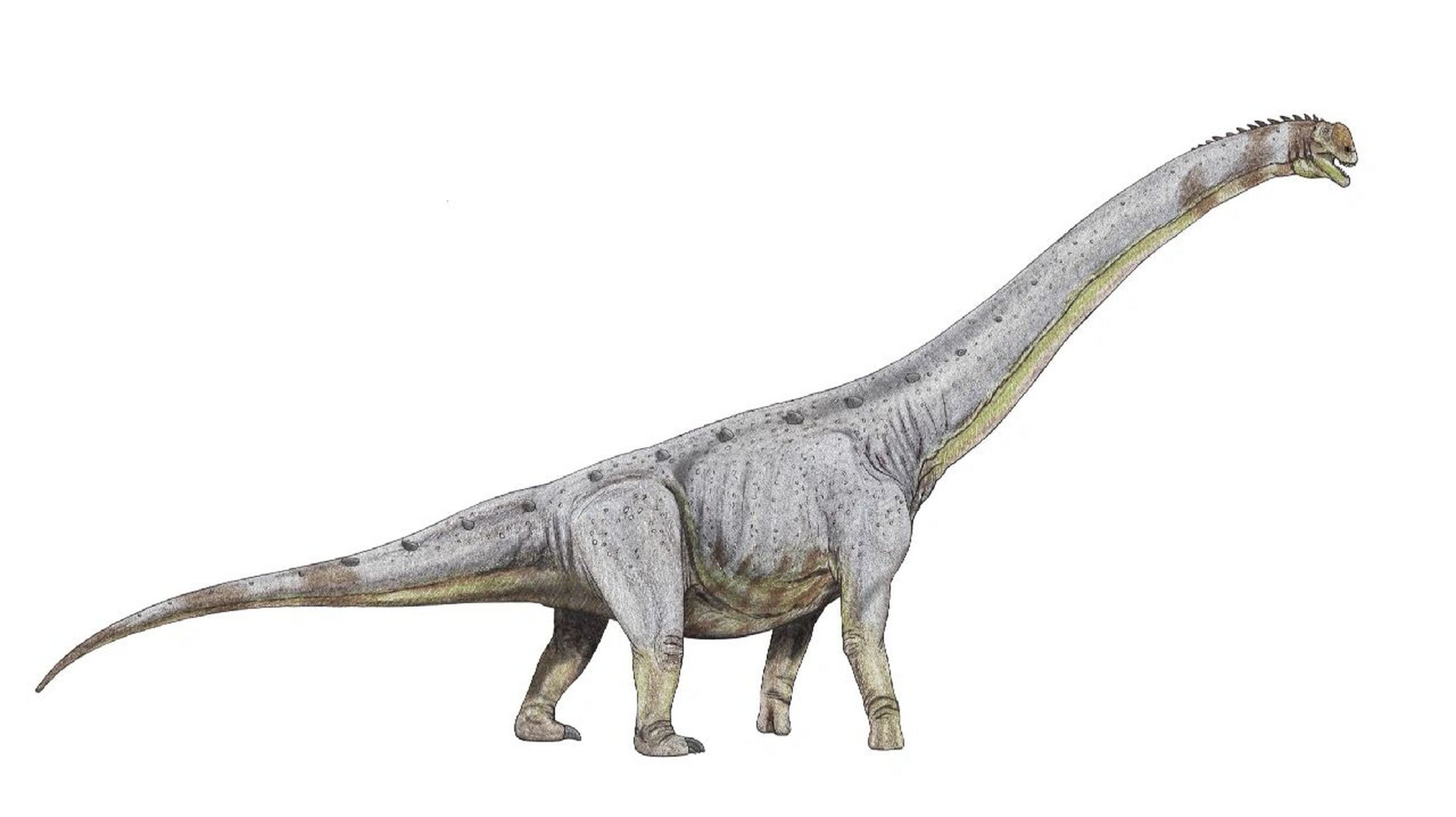 恐龙图鉴 物种:斯氏潮汐龙 体型:45~65吨,26~30m 食性:植食 发现地