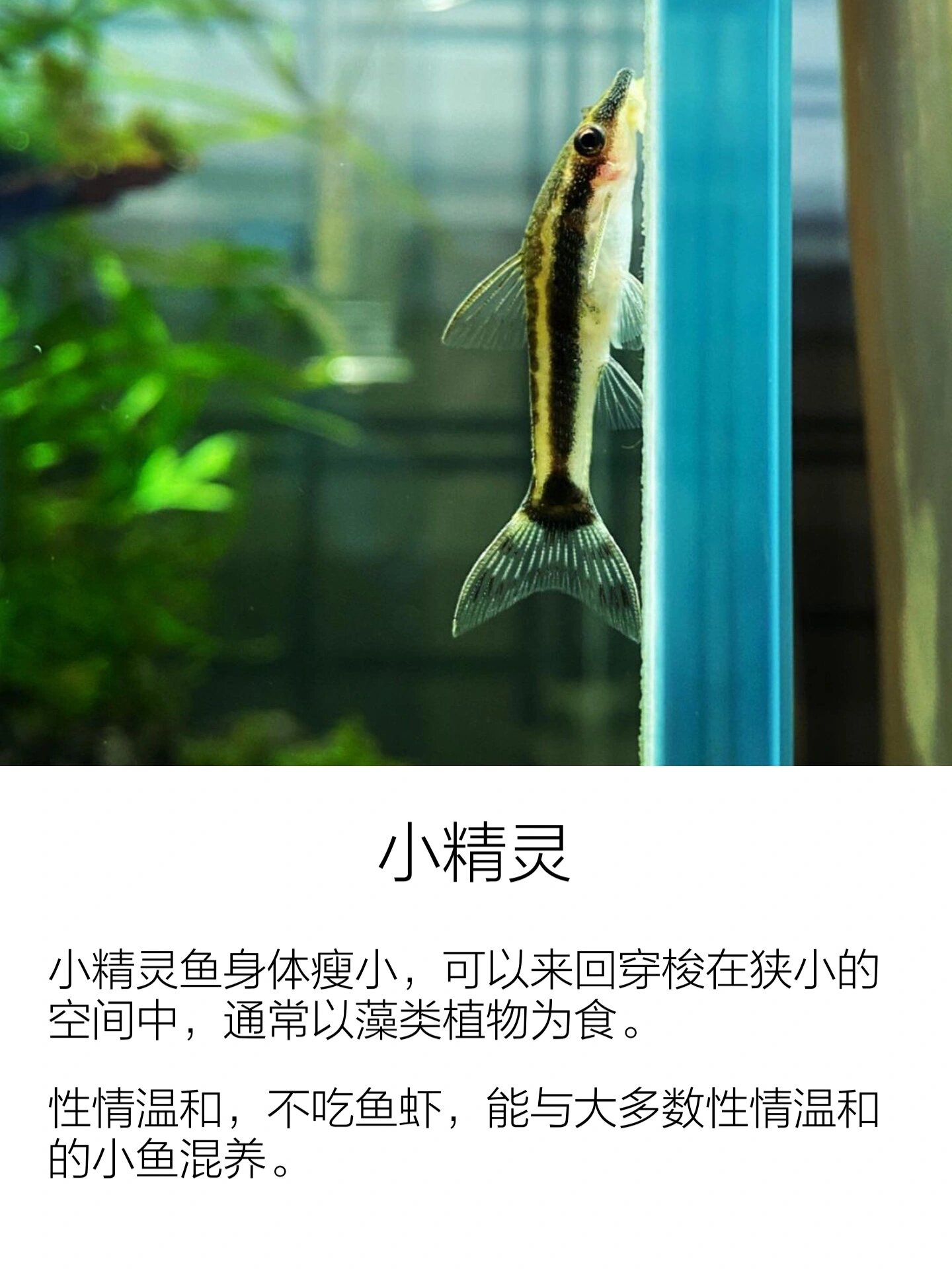 鱼缸工具鱼清洁鱼推荐|除藻清洁通通搞定