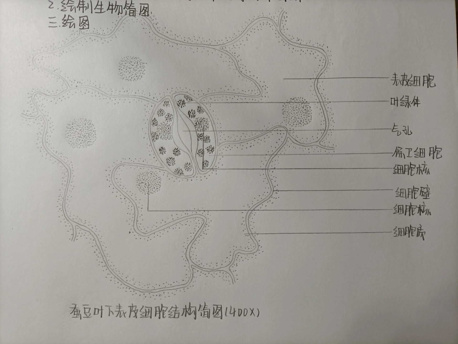 蚕豆叶下表皮细胞图图片