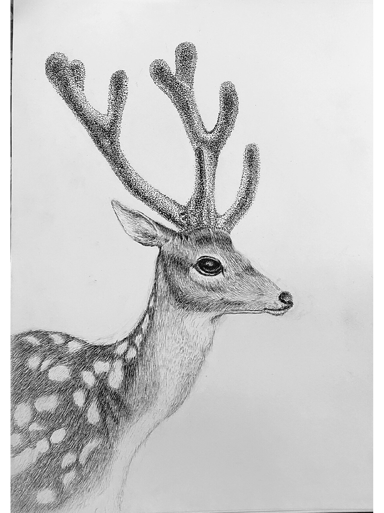 插画作业|勾线笔手绘动物梅花鹿原创 用勾线笔画线梅花鹿毛发一定一定