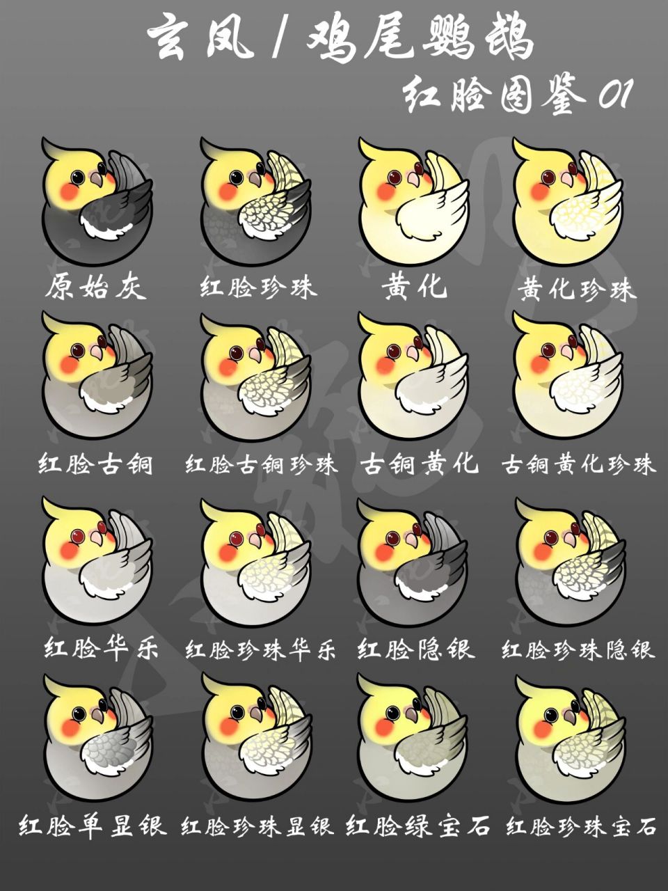 玄凤鹦鹉品种图鉴01     还有后续哦