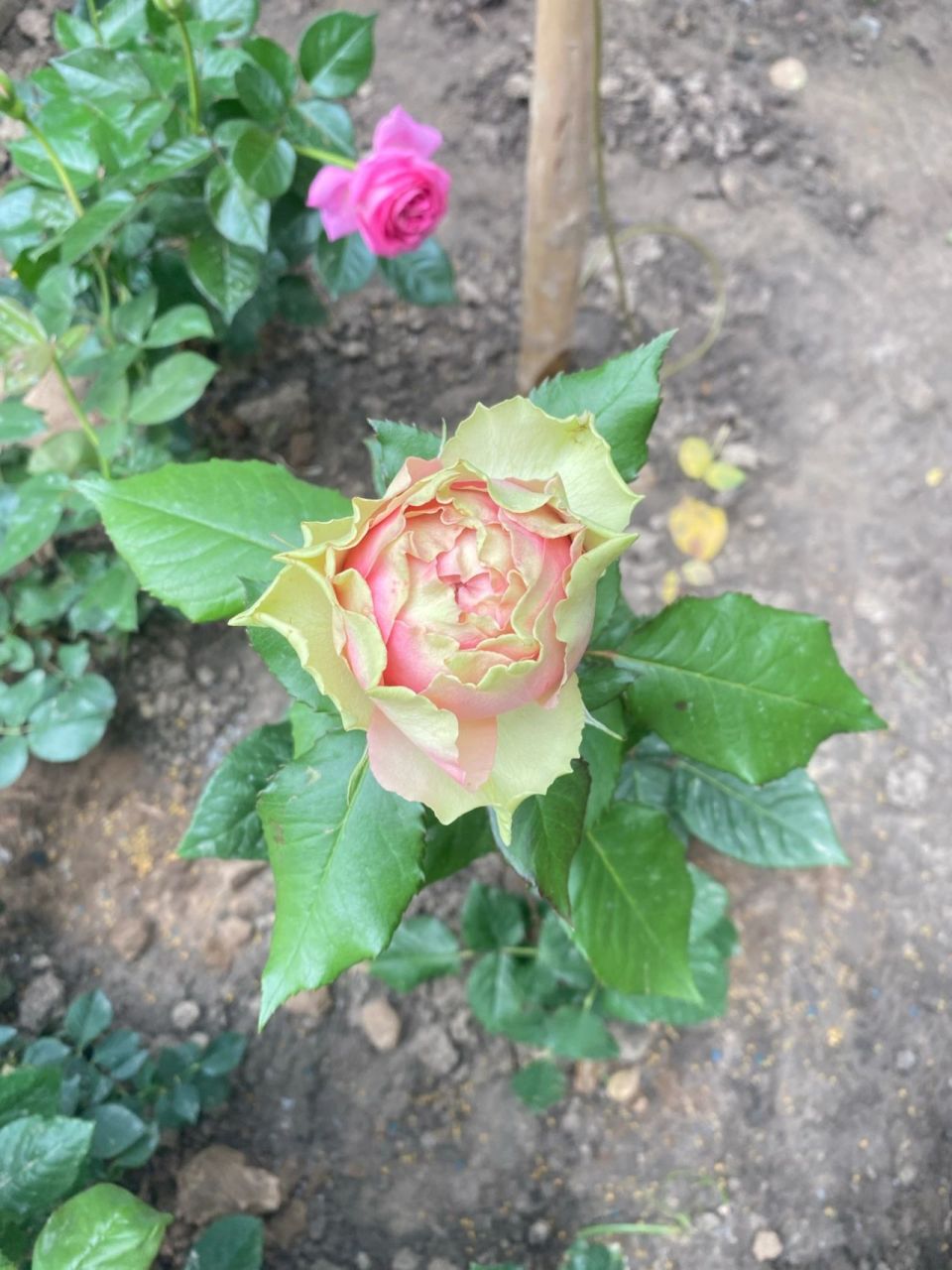 火龙果 | 我敬你是个铁头 火龙果月季 花如其名 沉甸甸的大脑袋 仿佛