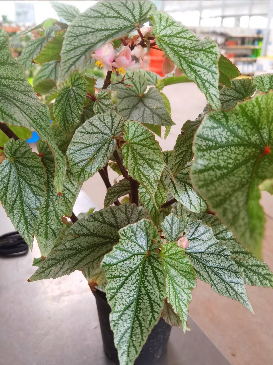 每天一个花植养护知识 | 斑叶竹节秋海棠 斑叶竹节秋海棠原产巴西