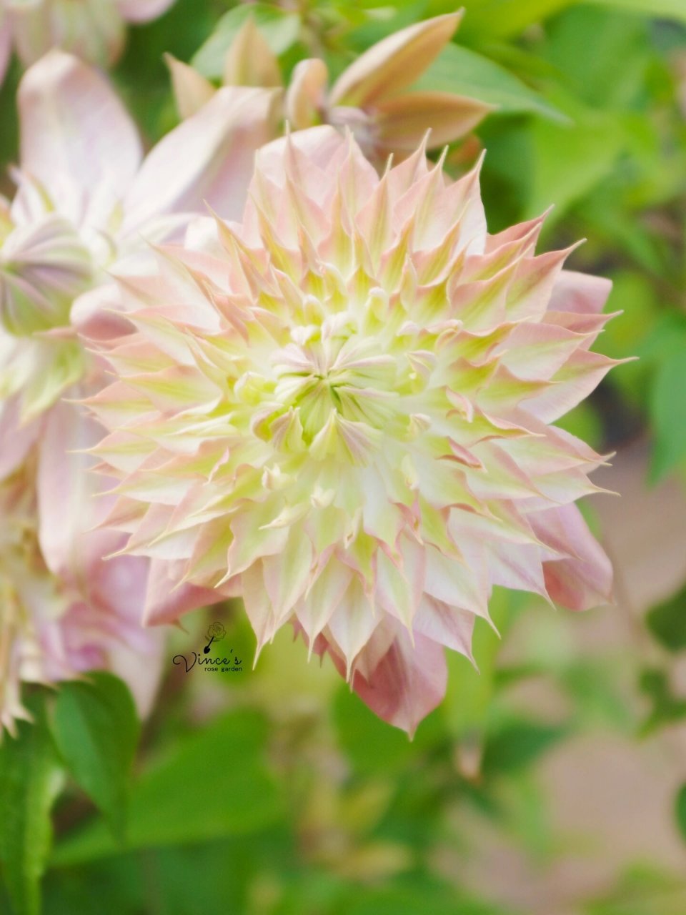 铁线莲-昼天使 超级适合两广的铁 这是我种的第一棵铁线莲 f系铁线莲