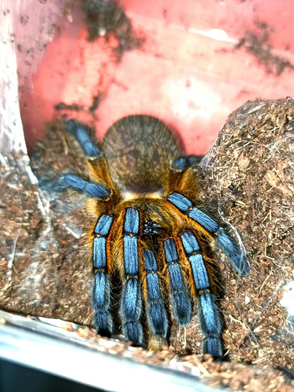 蓝腿巴布 中文名:南非蓝腿巴布 别 名:hp 拉丁学名:harpactira