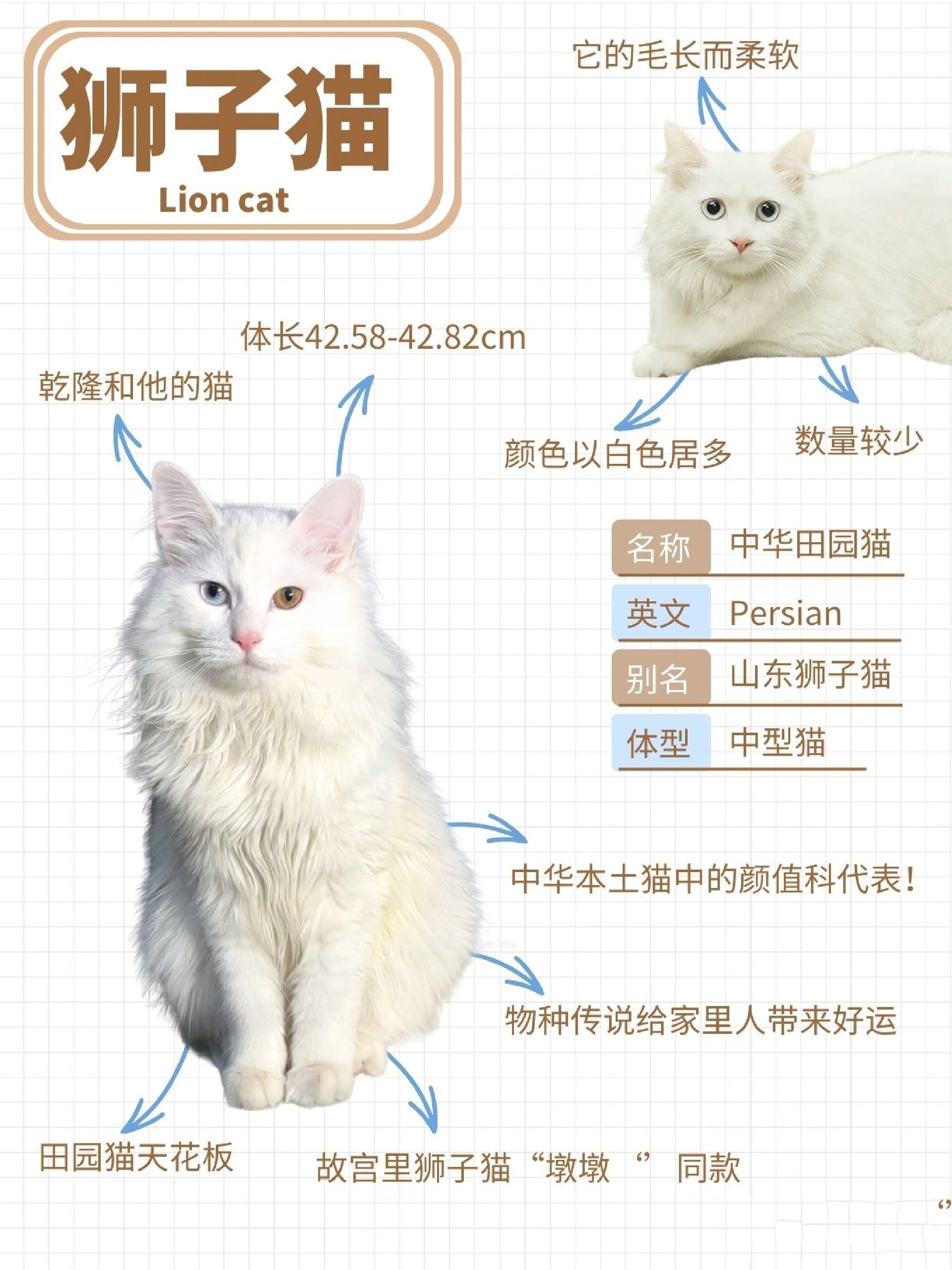 山东狮子猫,中华本土猫中的颜值科代表