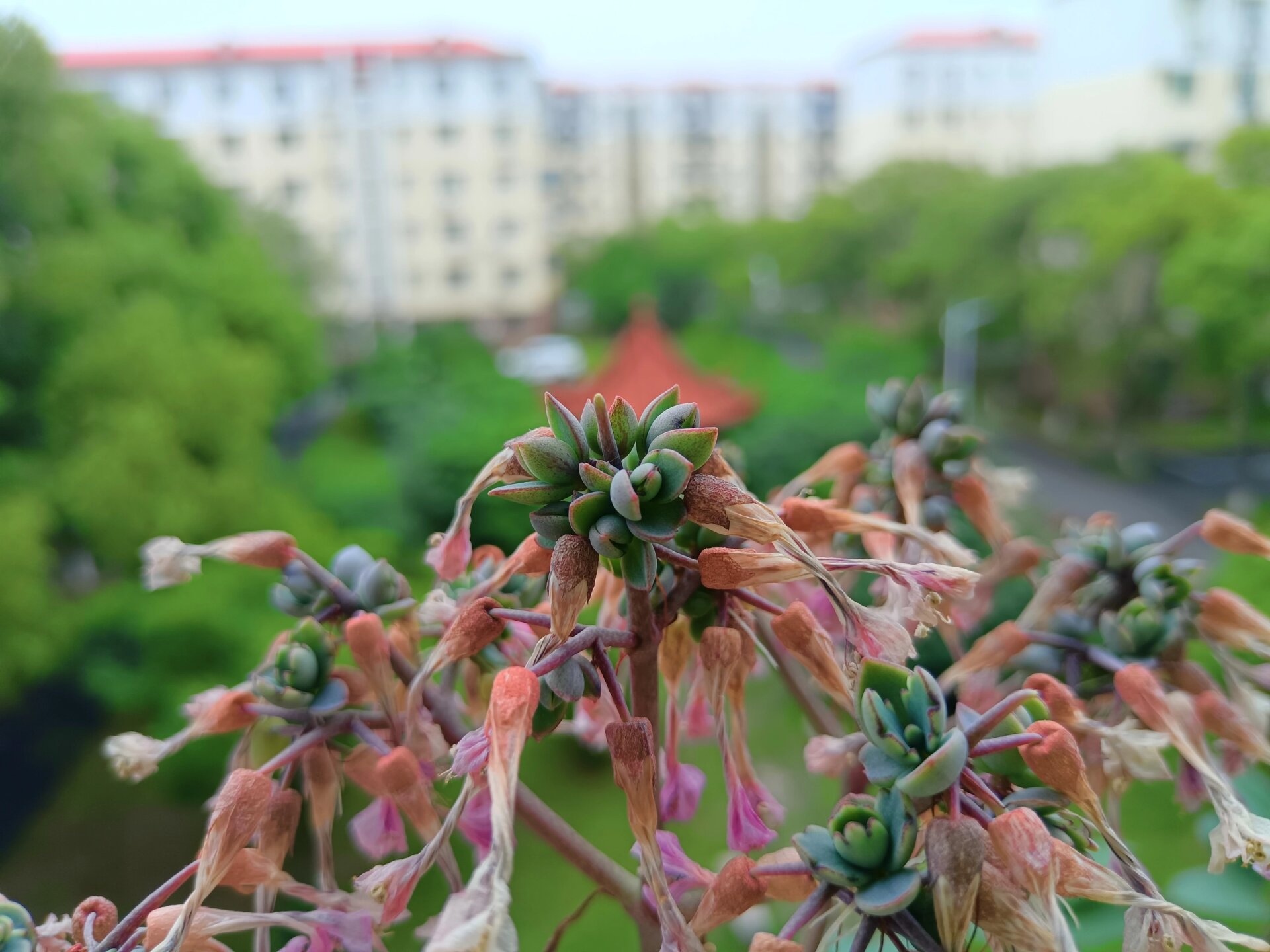 不死鸟开花图片