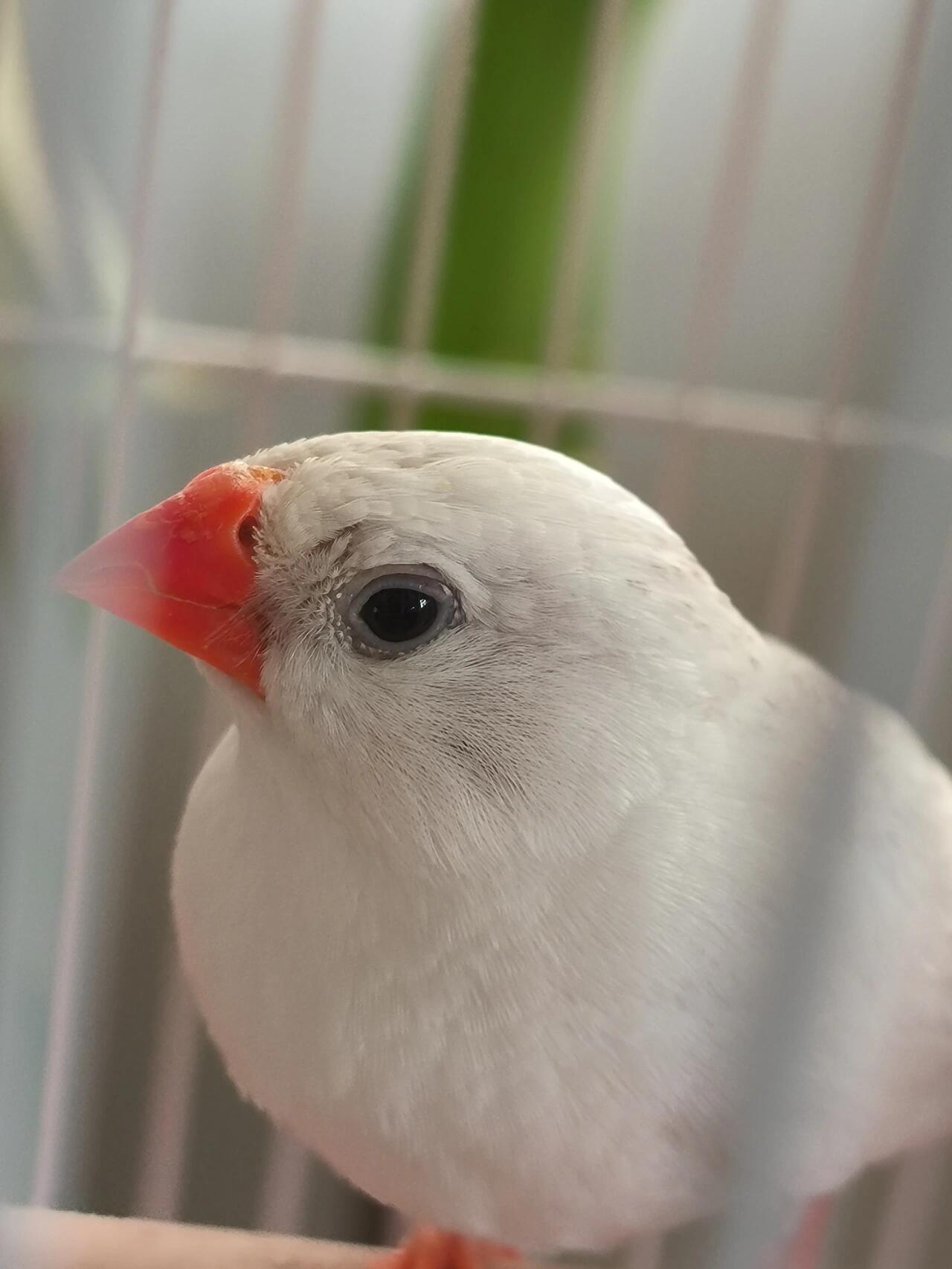 白色小珍珠鸟怎么了