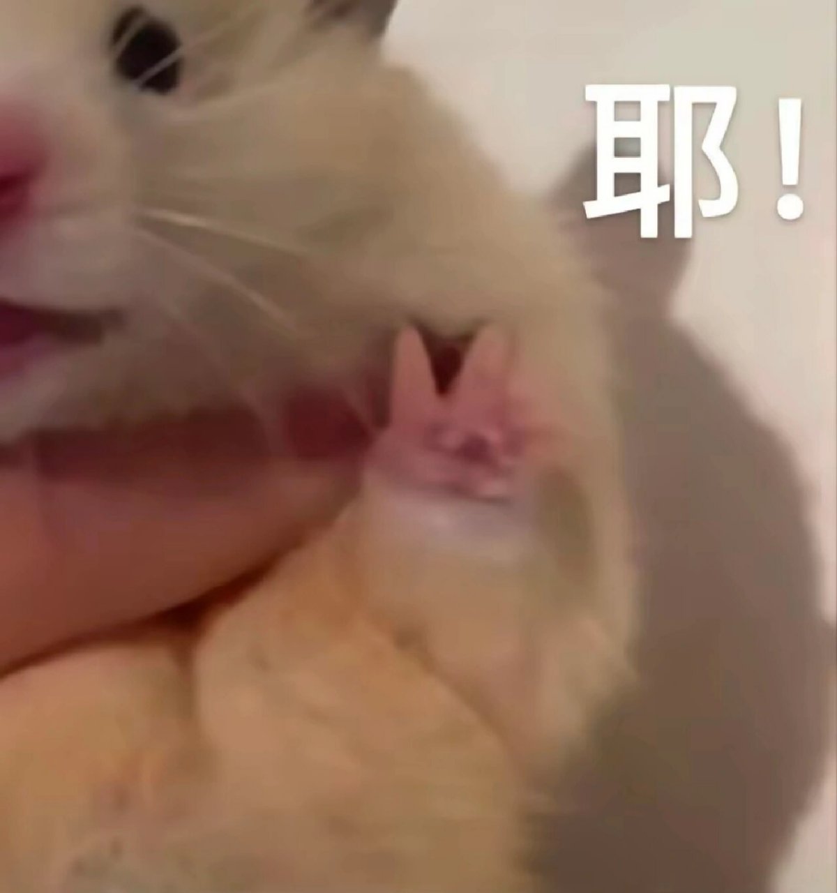 来给生活比个耶 美好的一天就从一个快乐的表情包开始吧