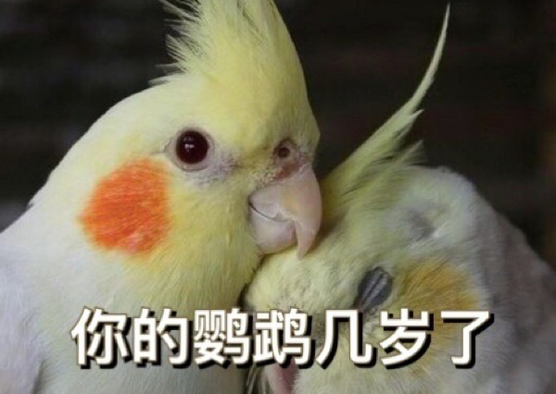 如何判断玄凤鹦鹉的年龄 7315玄凤鹦鹉,又名鸡尾鹦鹉,原产于澳州