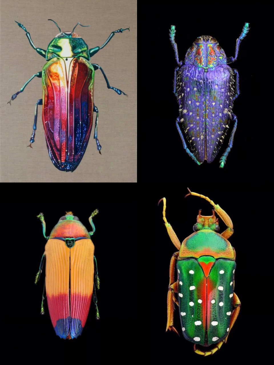 昆虫甲壳虫素材