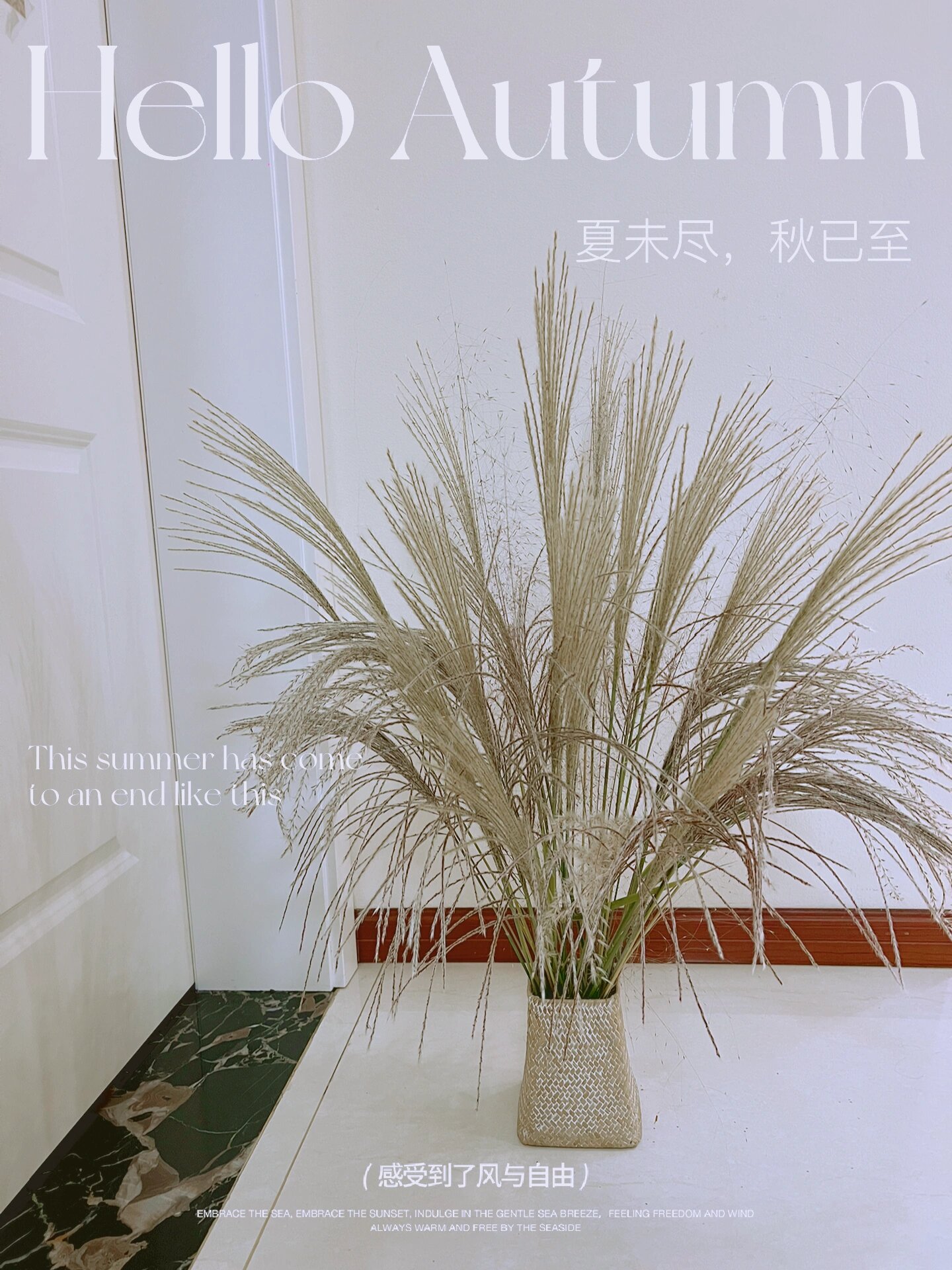 芦苇插花 秋日氛围碎片🍂