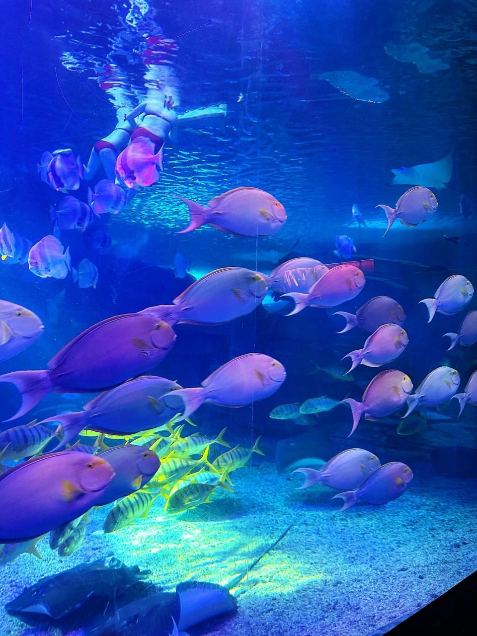 泉城欧乐堡海洋世界|德州最火爆的海洋馆98 这周去了泉城海洋极地