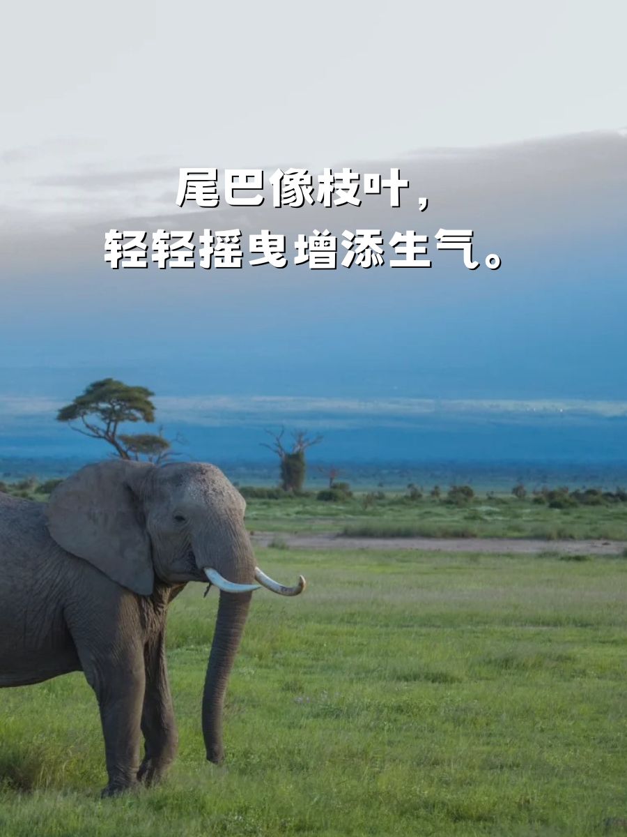 大象的外貌特征描写 长长的鼻子,是大象独特的标志.