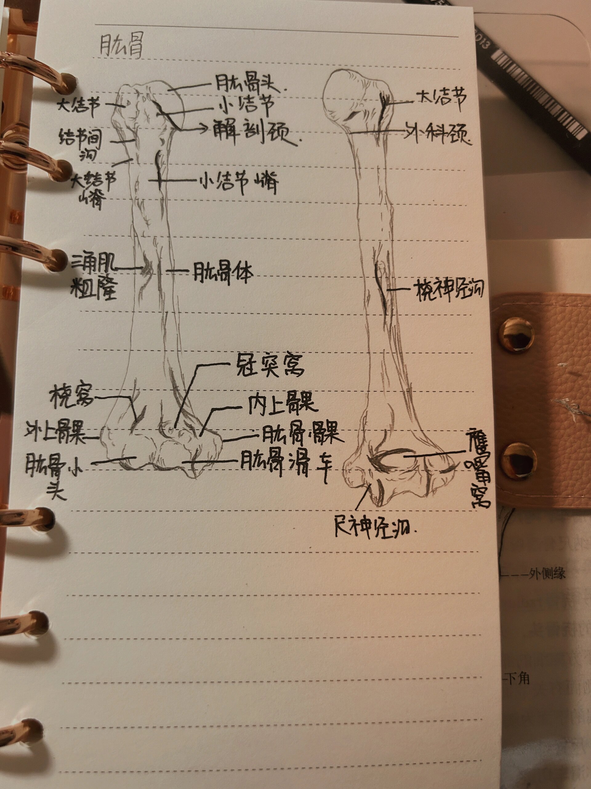 肱骨 解刨学手绘图 肱骨真的很难画啊!