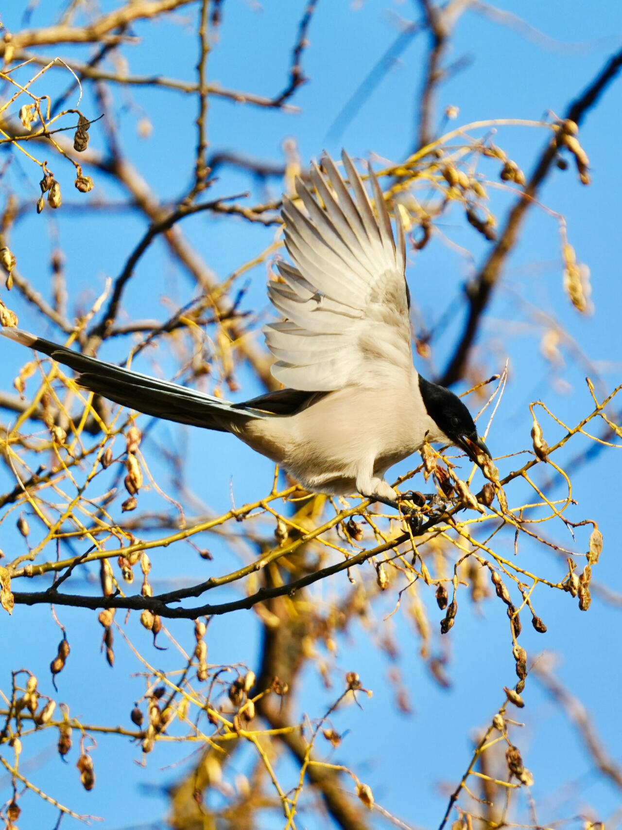 灰喜鹊寓意财运亨通|大年初五接财神