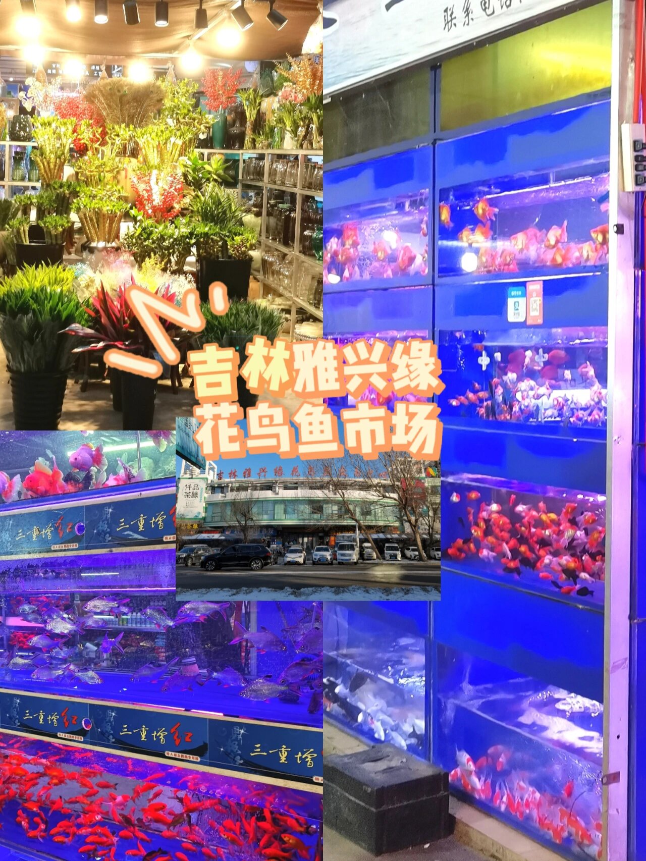 吉林市雅兴缘花鸟鱼交易市场