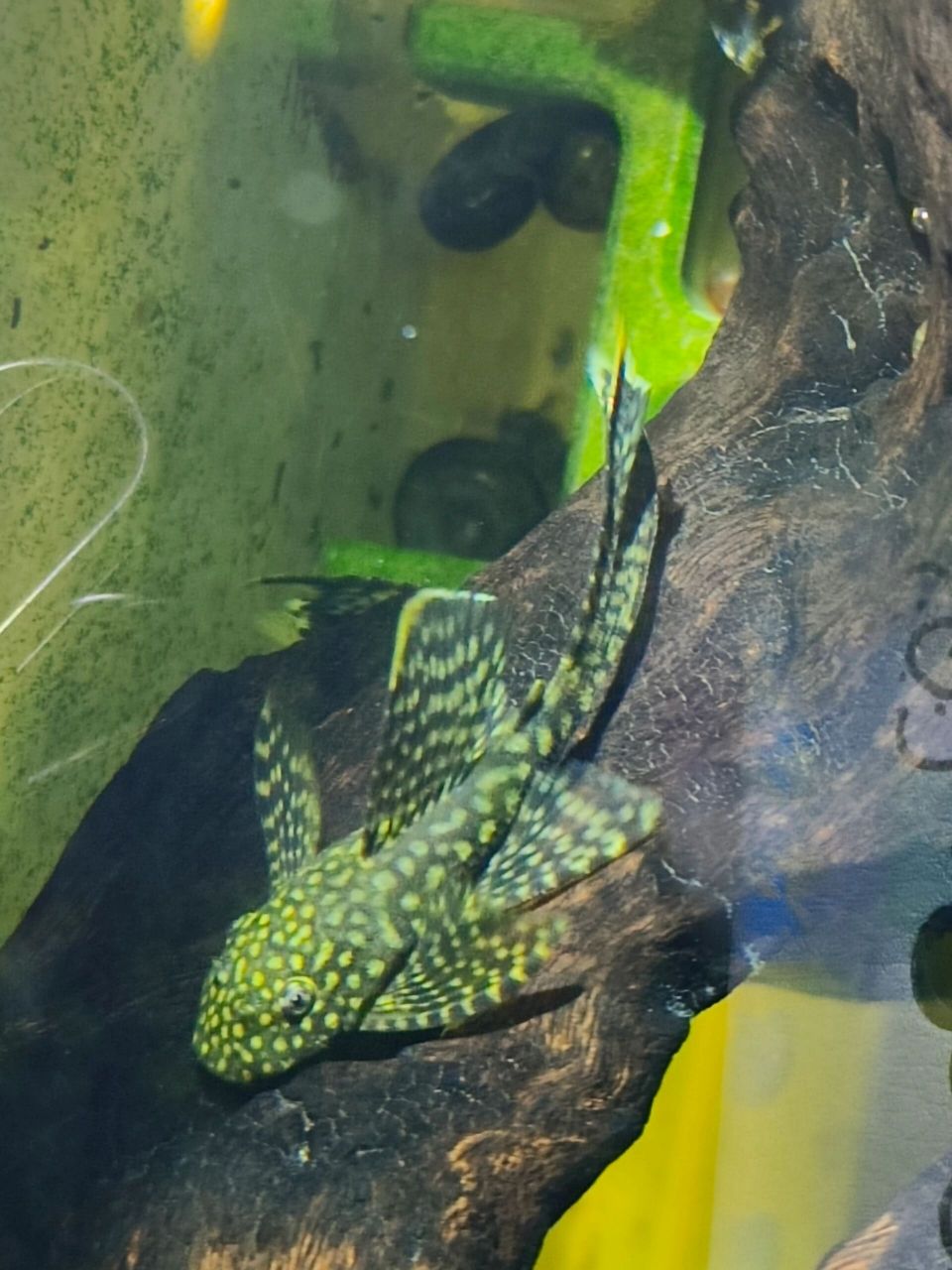 密集恐惧症 慎入 迷彩大帆,胡子鱼的一种,不像黄金大帆一样靓丽.