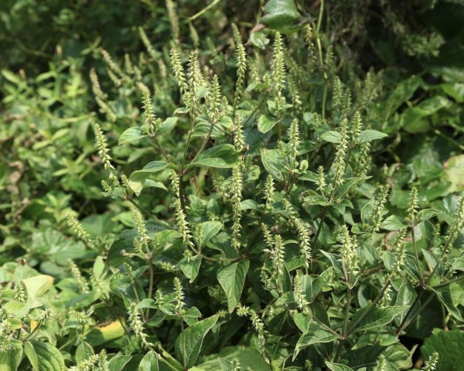 本草纲目—牛膝 78别名:怀牛膝,牛髁膝,山苋菜 78性味:苦,甘,酸