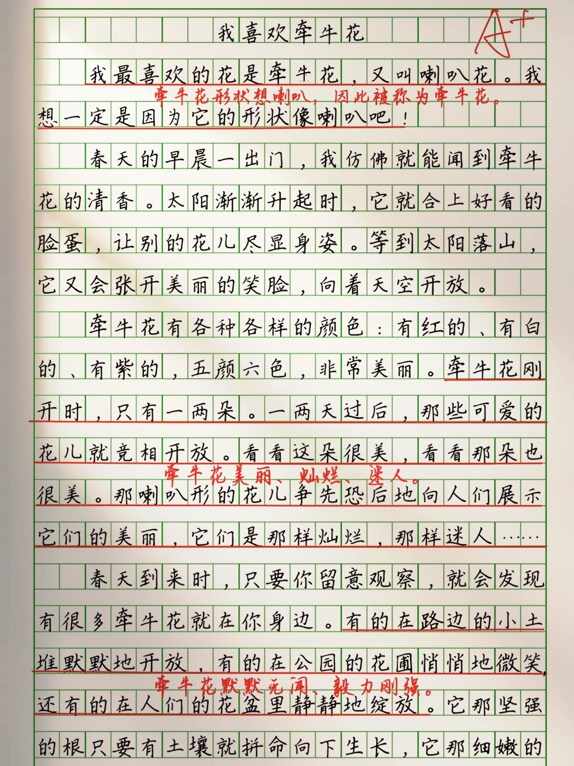 小学生满分作文"我喜欢牵牛花"