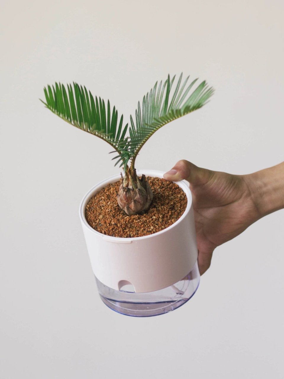 树形古朴的小铁树 小苏铁树形古雅,主干粗壮,坚硬如铁;羽叶洁滑光亮