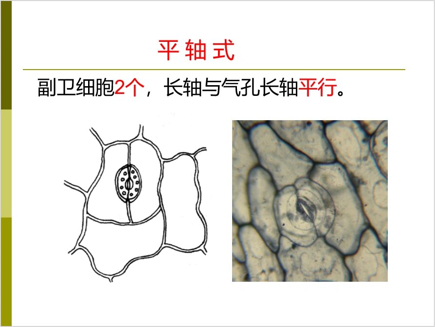 气孔轴式图五种图片