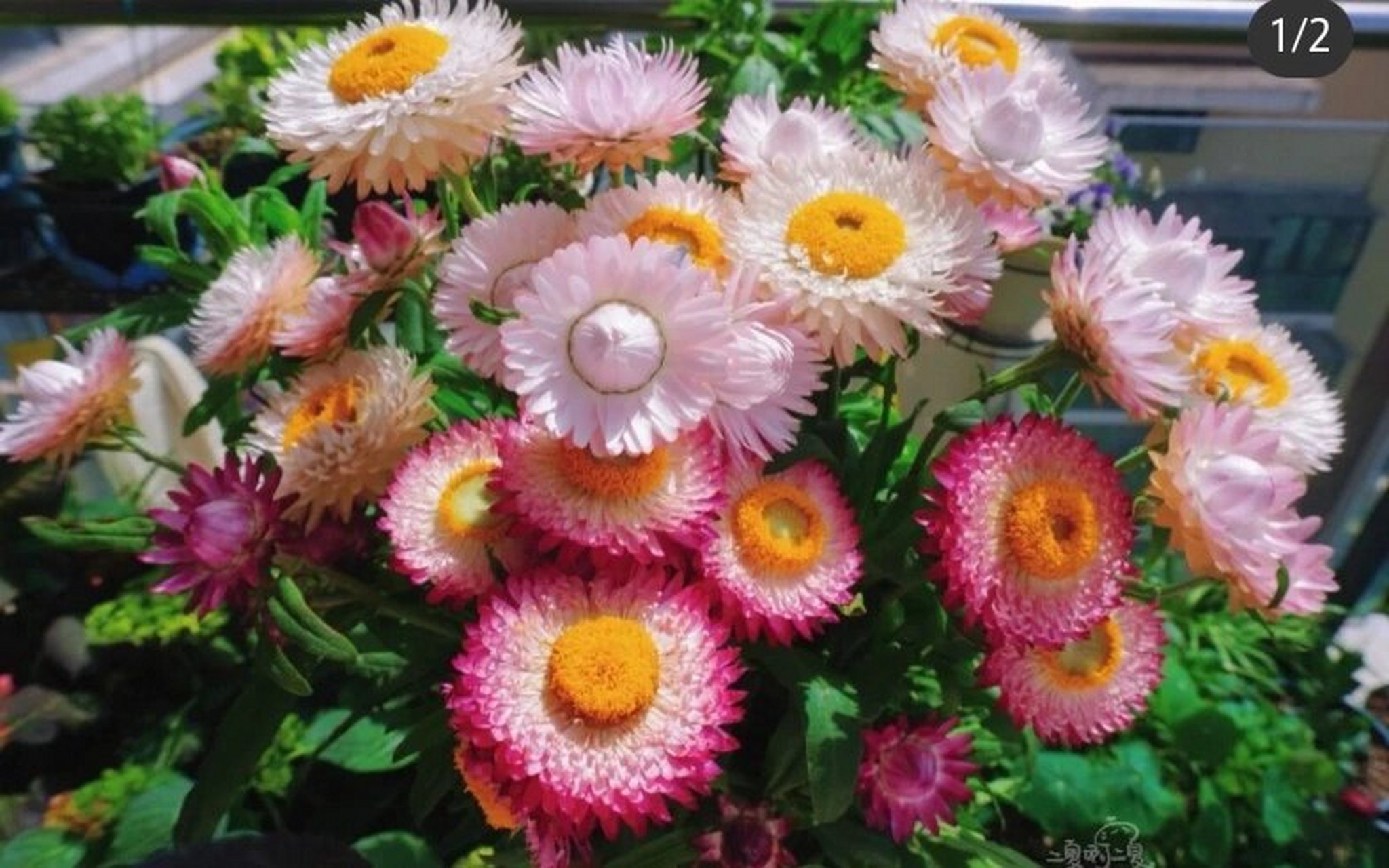 麦秆菊美得像假花,花期超级长,从春到冬 麦秆菊",也叫蜡菊,脆菊,麦藁