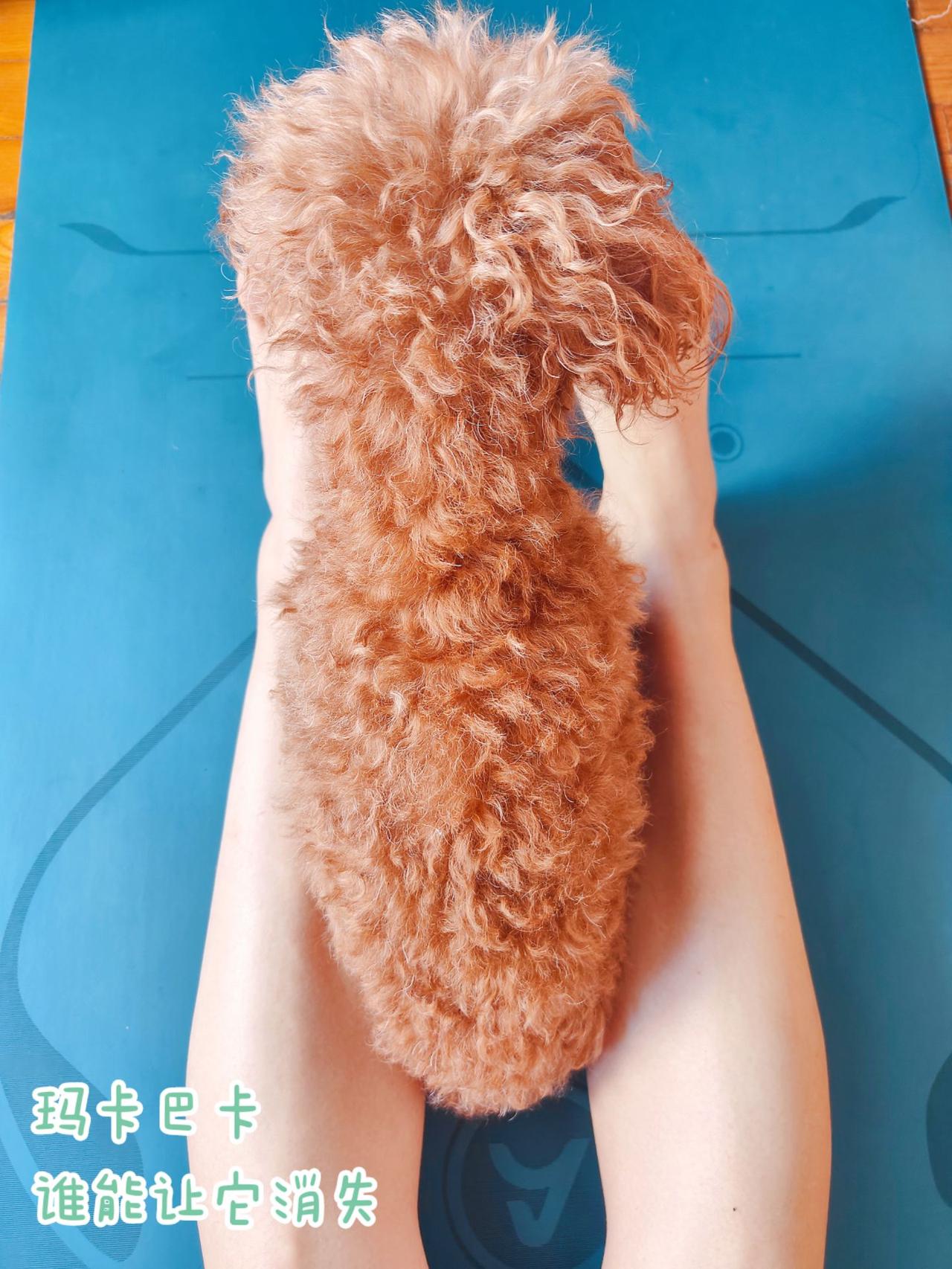 它来了它又来了真是甜蜜的负担记录生活 泰迪 狗狗 粘人精 动物的