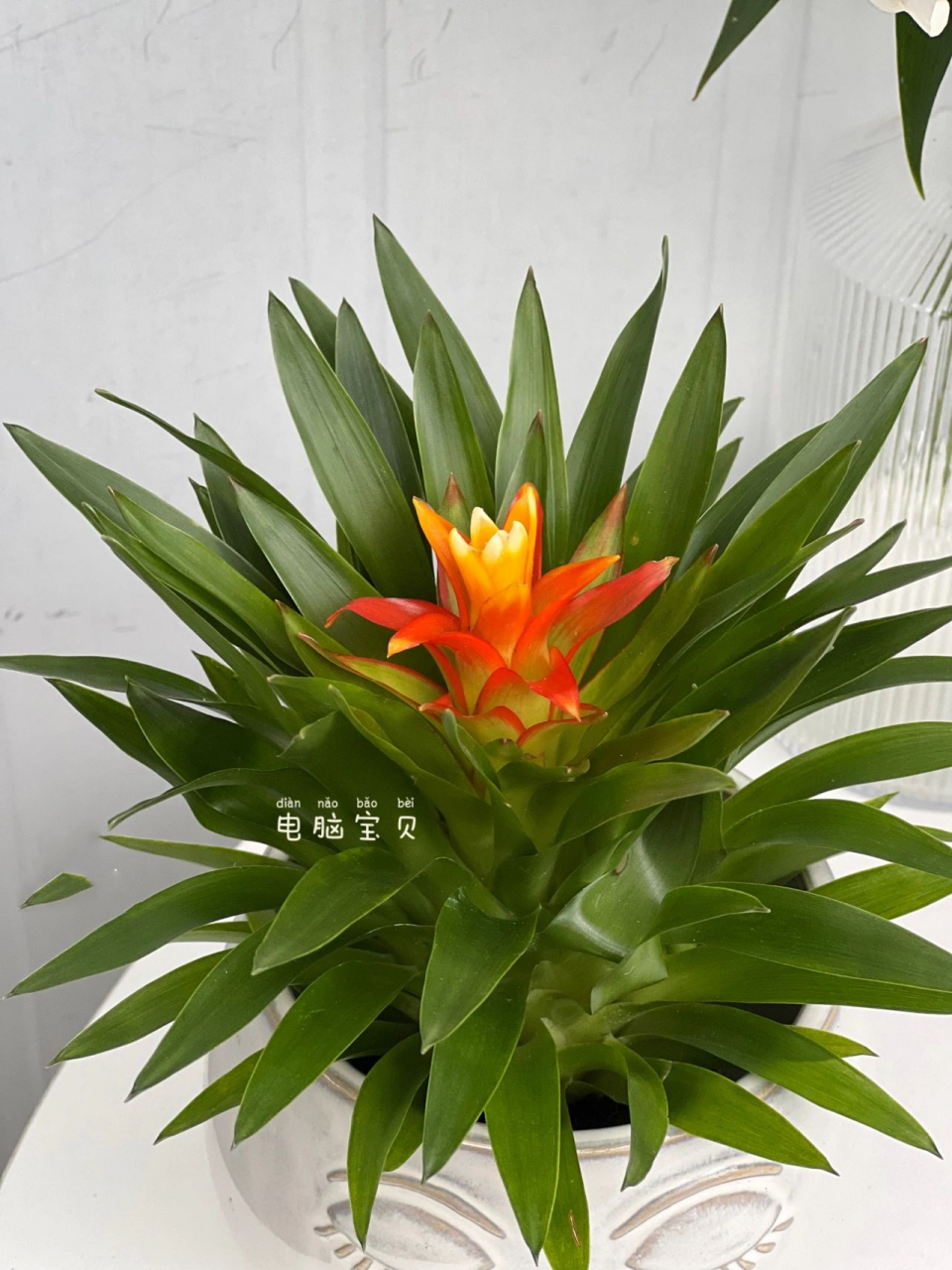 凤梨科—电脑宝贝    极好养的桌面小绿植 养护方法:就是花头不要喷水