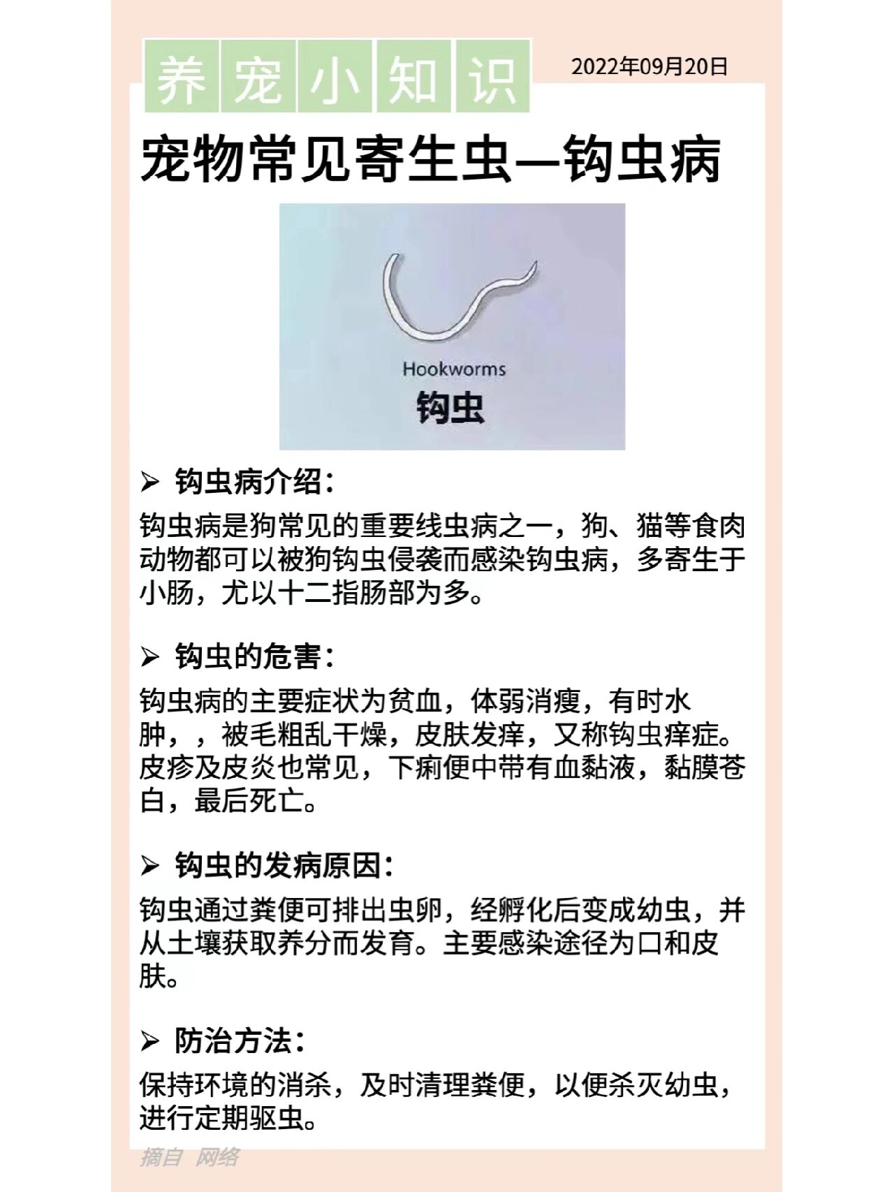 猫疾病——钩虫 分享小知识