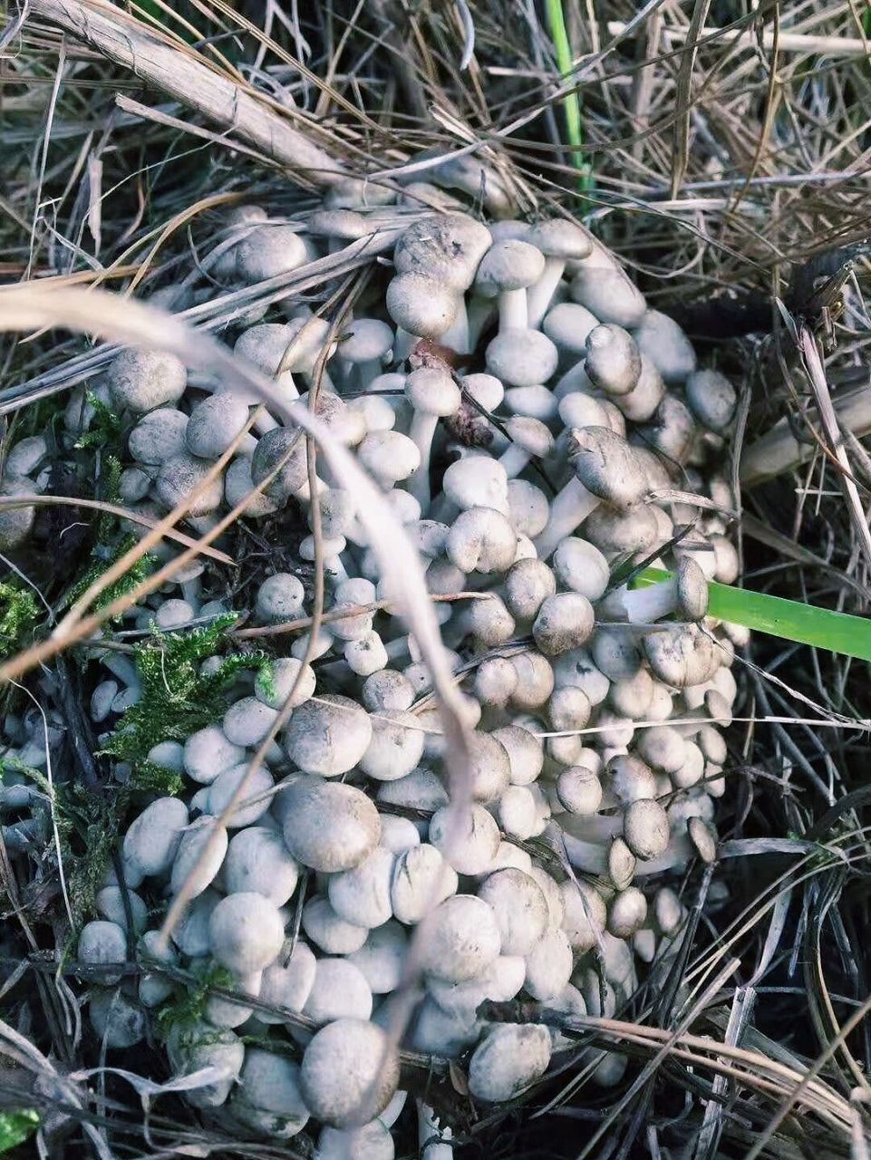 我们这叫"一窝羊",你们那呢? 味道不错,有点像人工菌,但是更香更美味