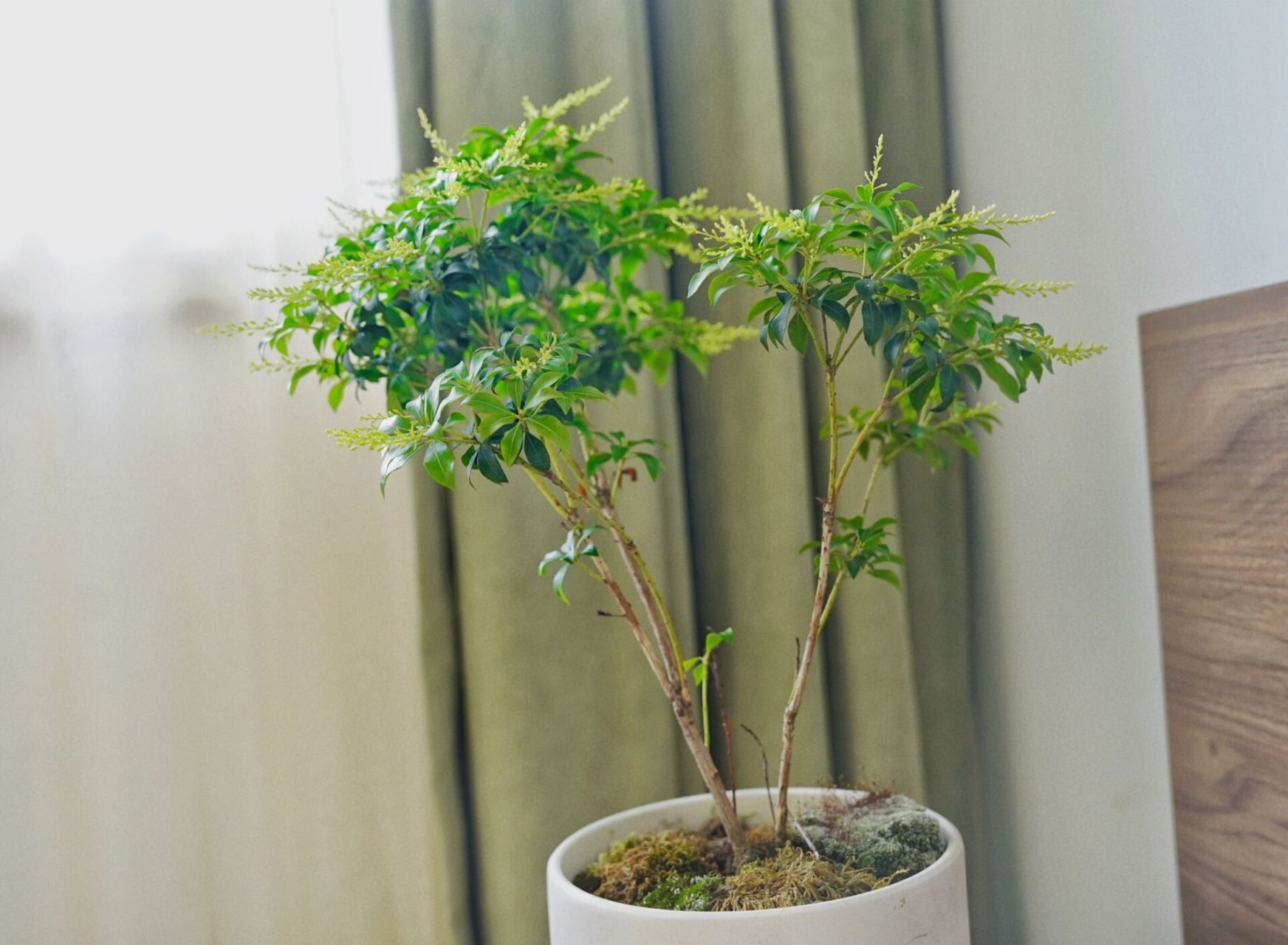 种在土里的马醉木/土培马醉木 日本进口马醉木原盆|pierisjaponica