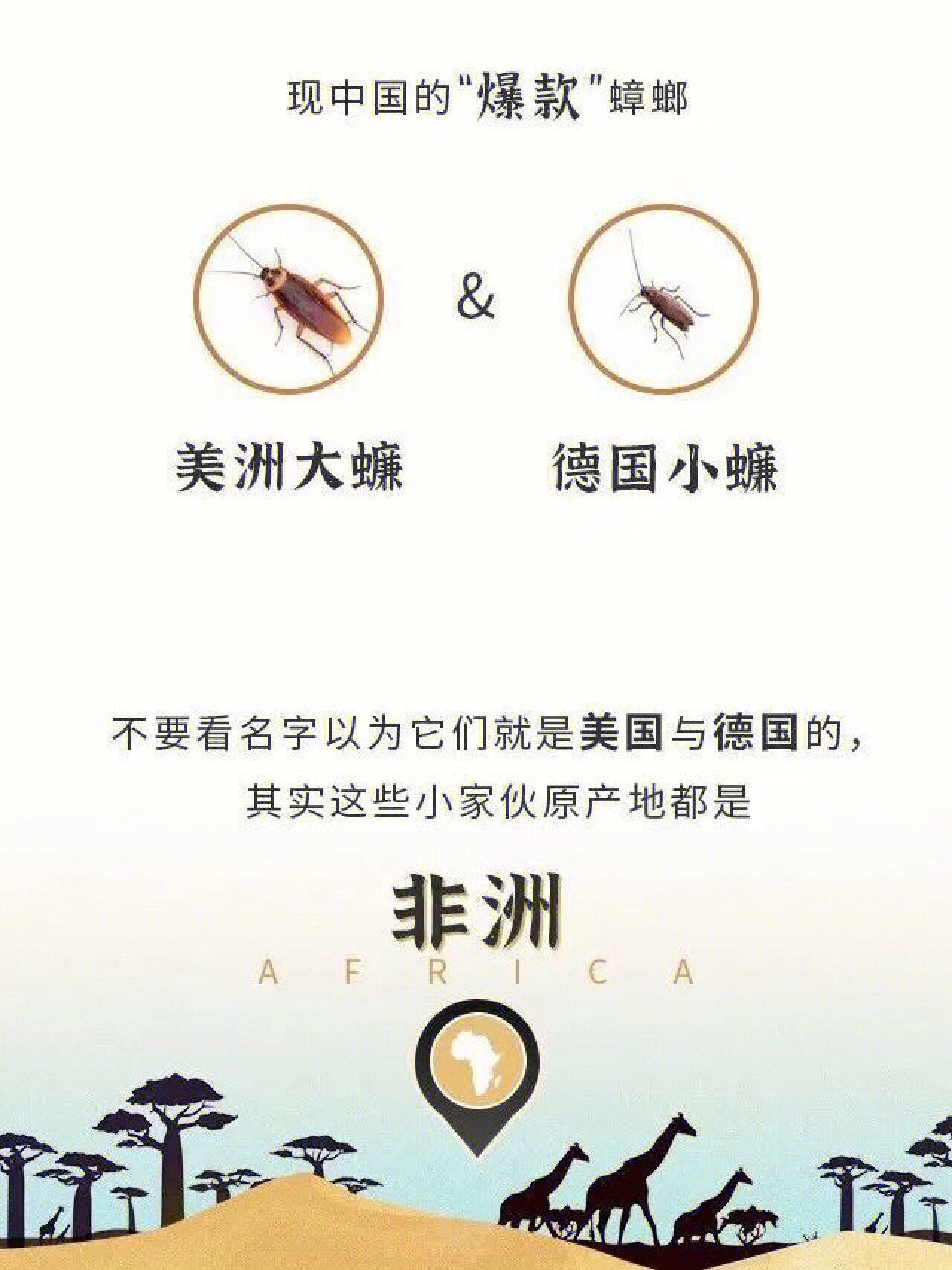 为什么中国常见的蟑螂叫美洲大蠊和德国小蠊 为什么中国常见的蟑螂叫