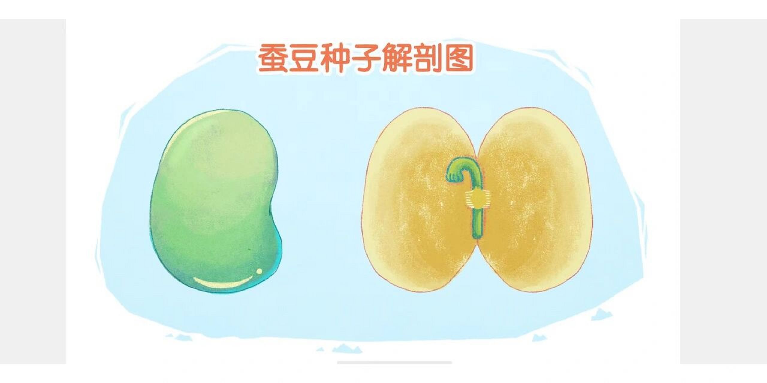 蚕豆种子的结构图图片