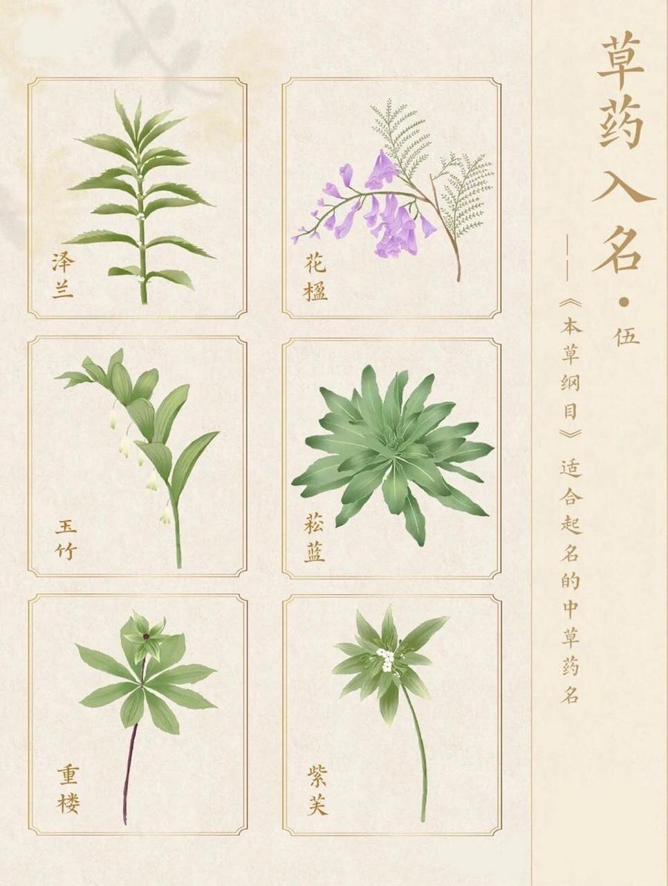 草药名字大全 植物图片