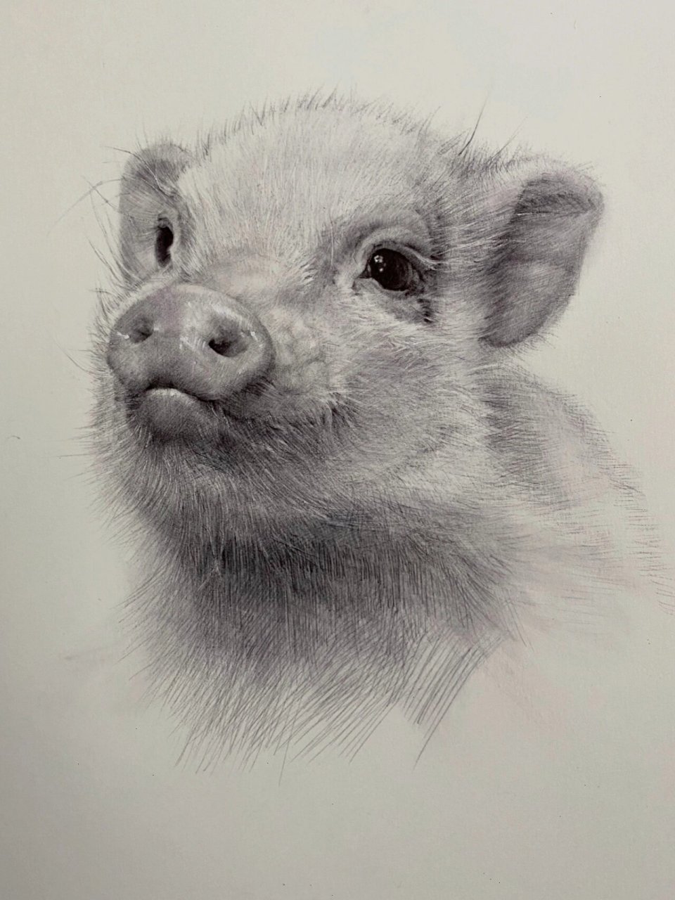 素描动物-小猪 及一些绘画步骤 主要表现猪的鼻子以及猪鬃的质感 画到