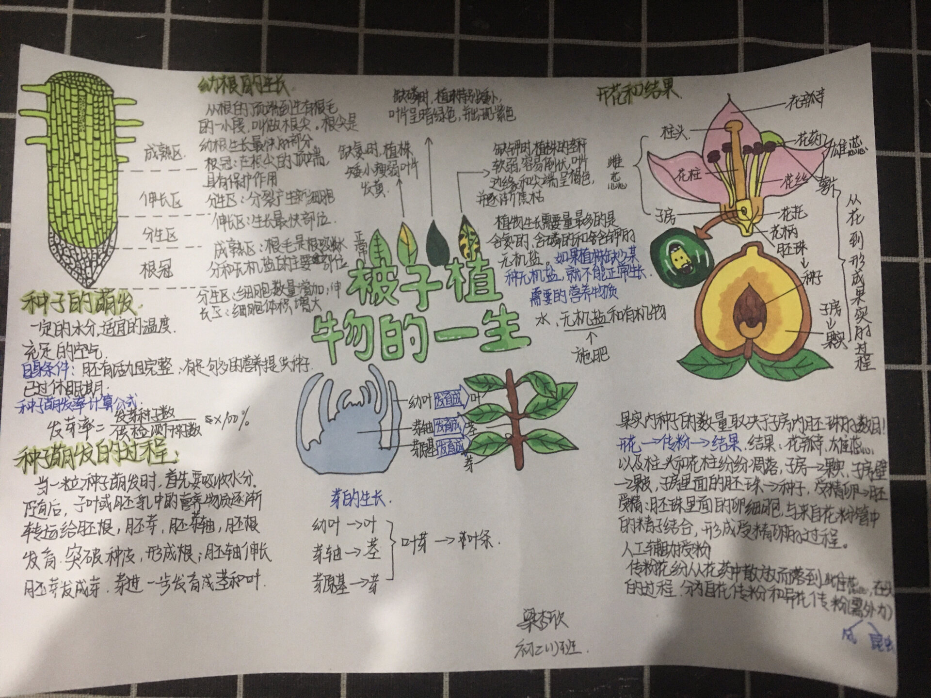 种子生长过程思维导图图片