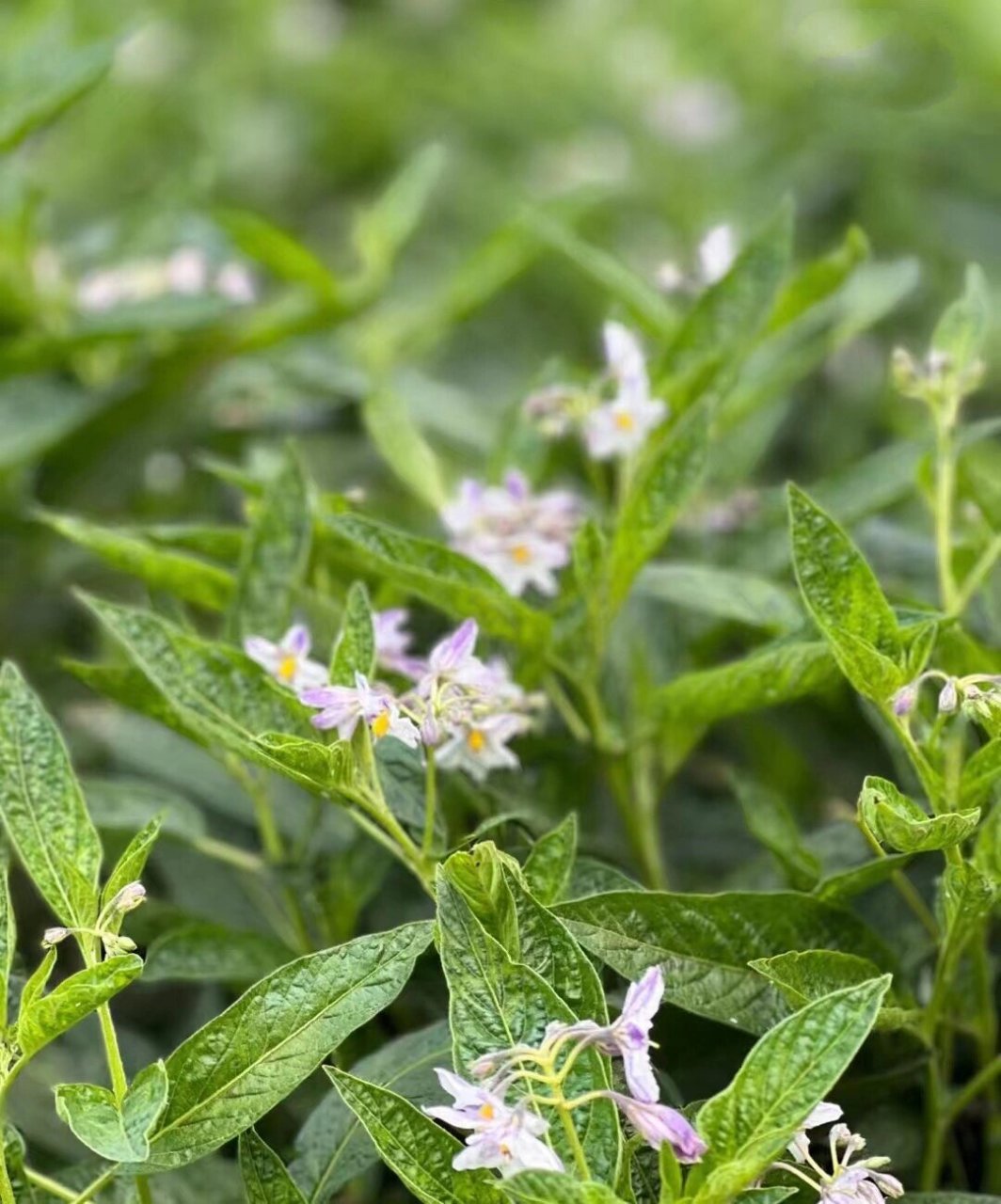 南美香瓜茄图片