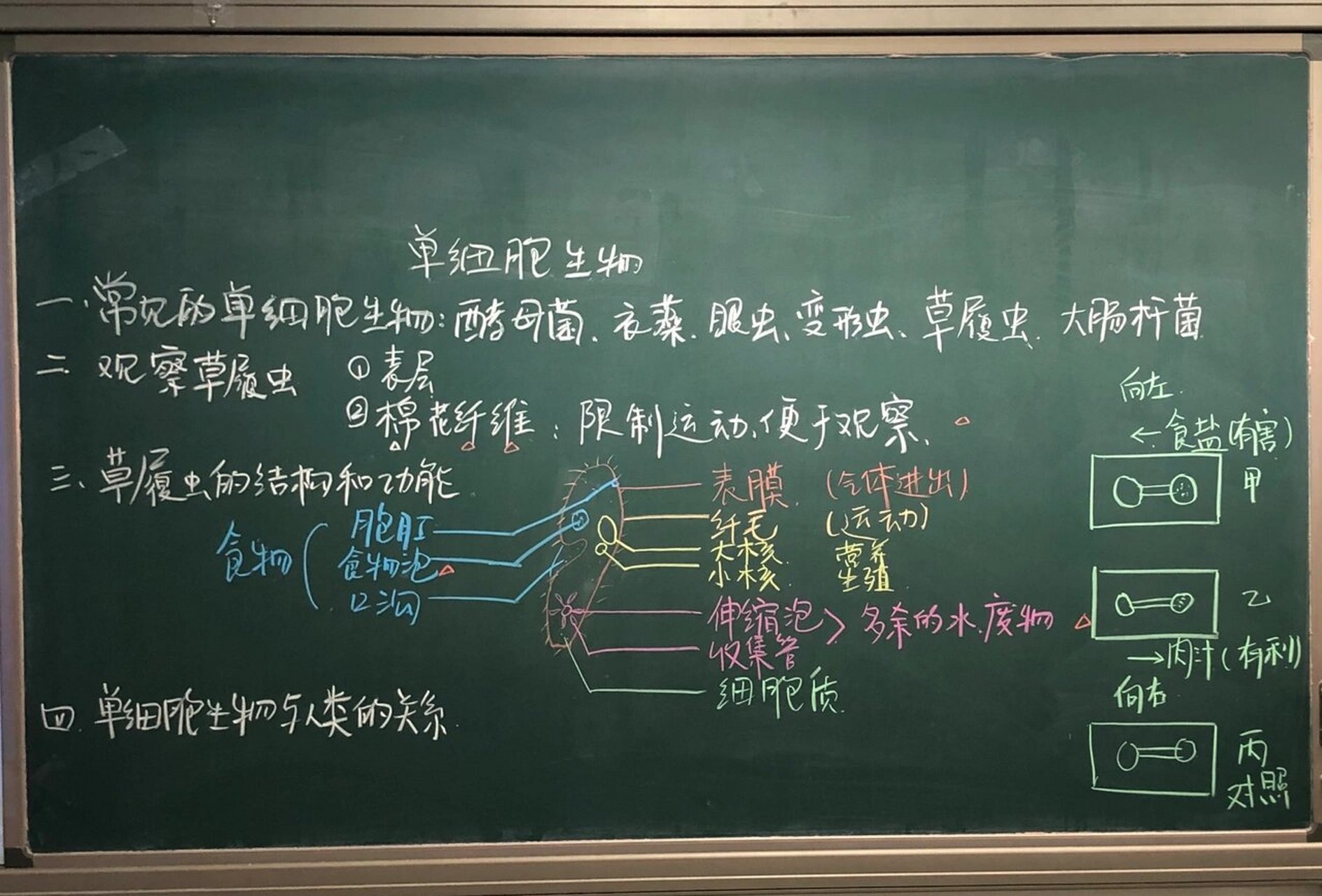 表里的生物板书设计图图片