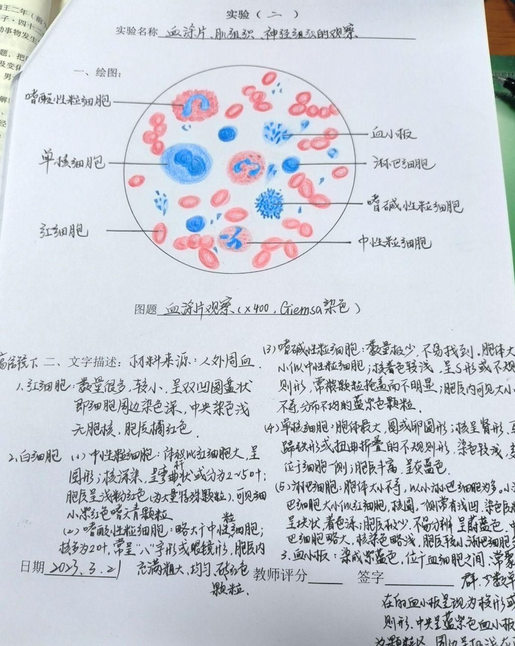 白细胞简笔画红细胞图片